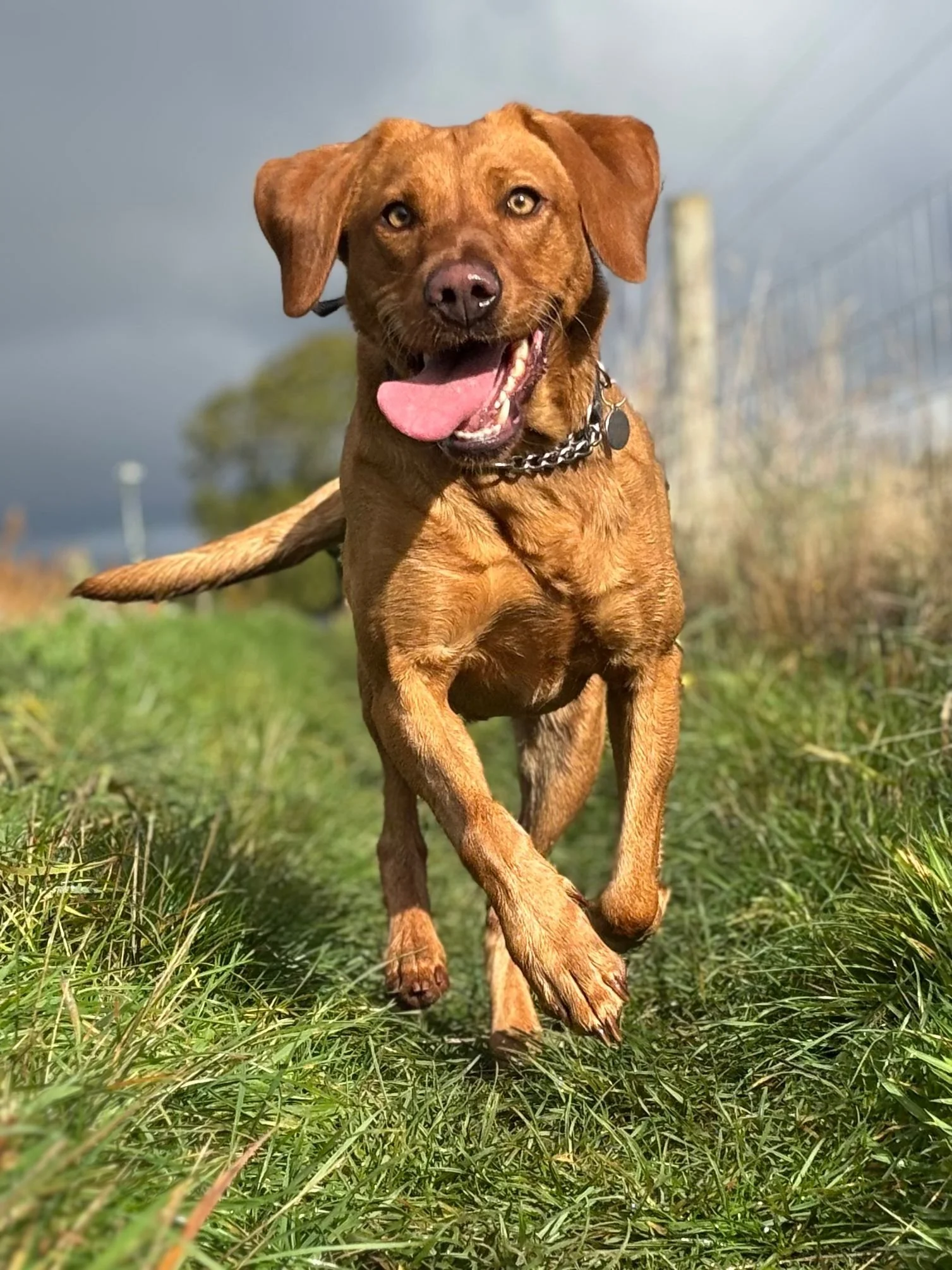 A happy brown dog running on a grassy field with a fence and trees in the background.