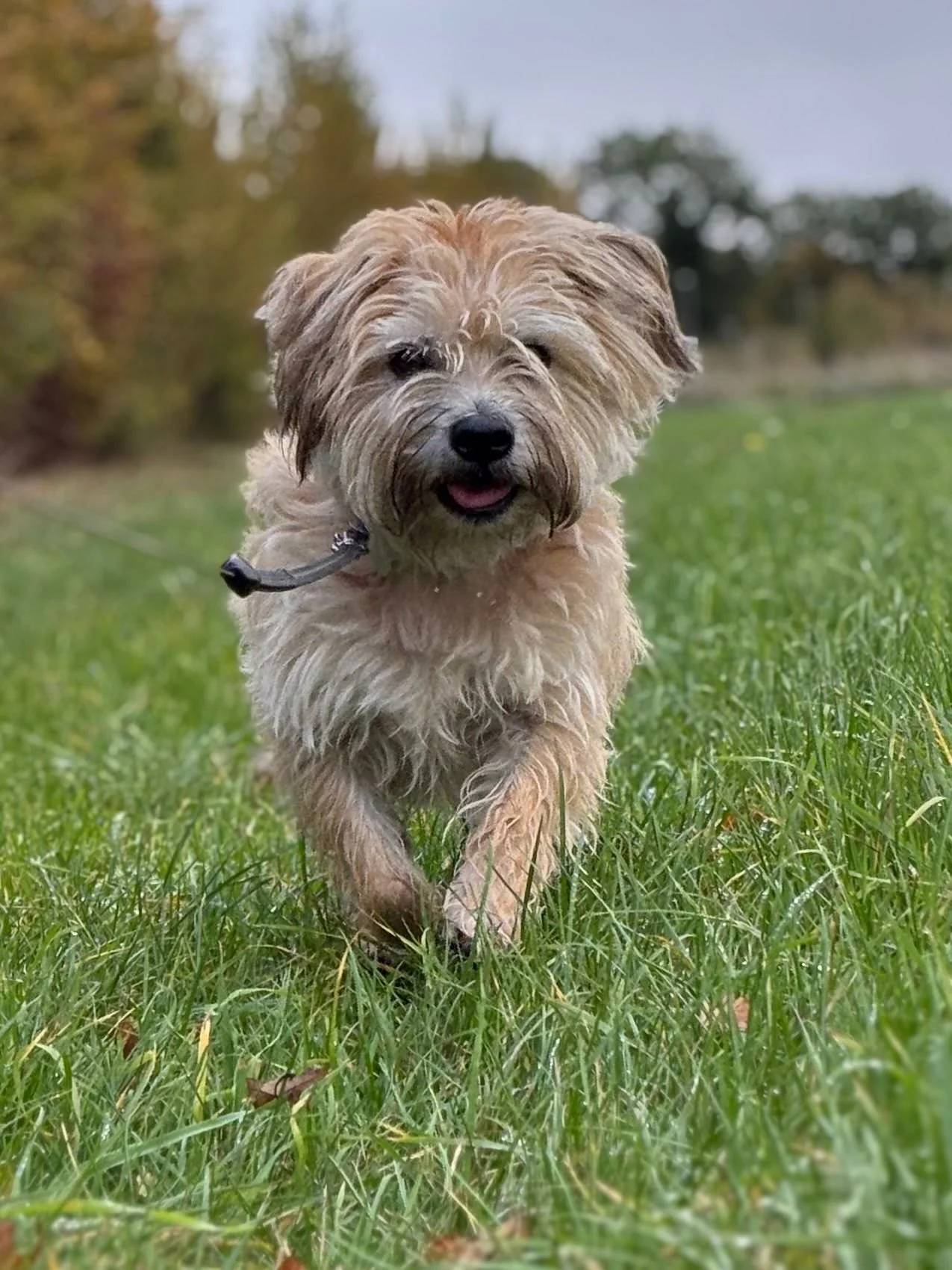 A fluffy, tan-colored dog with a black nose and dark eyes walking through a grassy field with trees in the background.