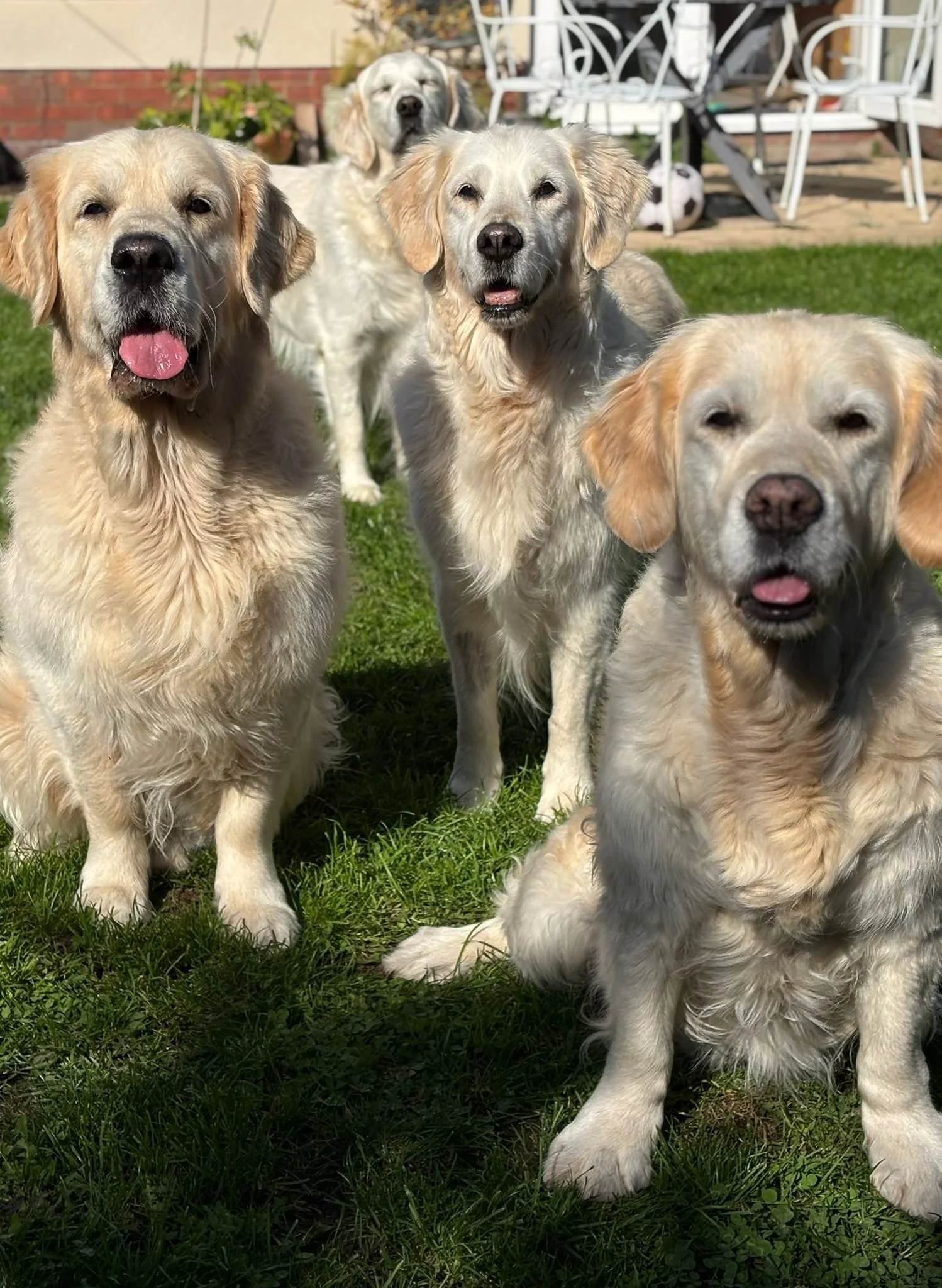 Four yellow Labrador Retriever dogs sitting and lying on a grassy lawn on a sunny day, with a house and outdoor furniture in the background.