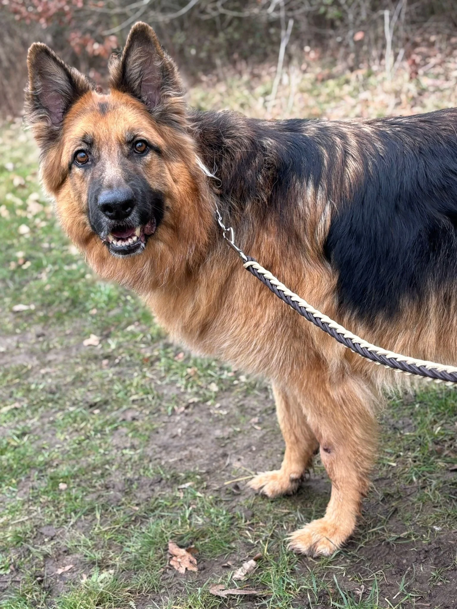 A German Shepherd dog with a black and tan coat standing outdoors on grass.
