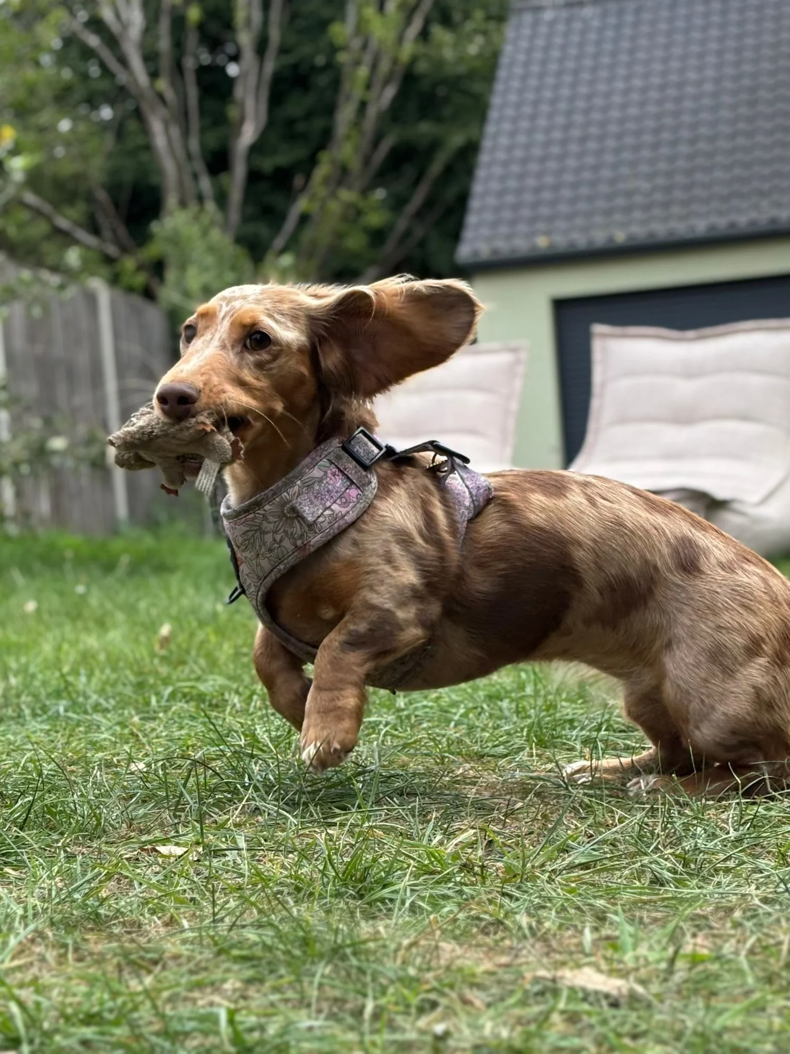 A brown dachshund wearing a floral harness is outdoors on grass, holding a chew toy in its mouth, with a backyard fence, green trees, and a building with a black garage door and light-colored chairs in the background.