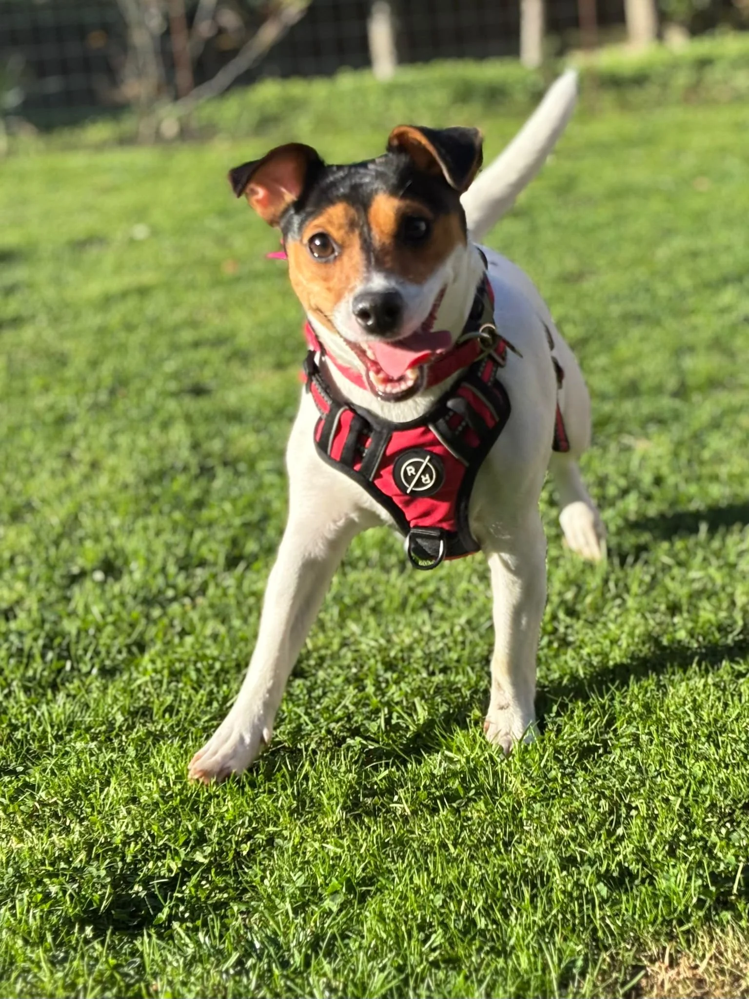A happy small dog with a black, brown, and white coat wearing a red harness, standing on green grass, with its tongue out and ears perked up.