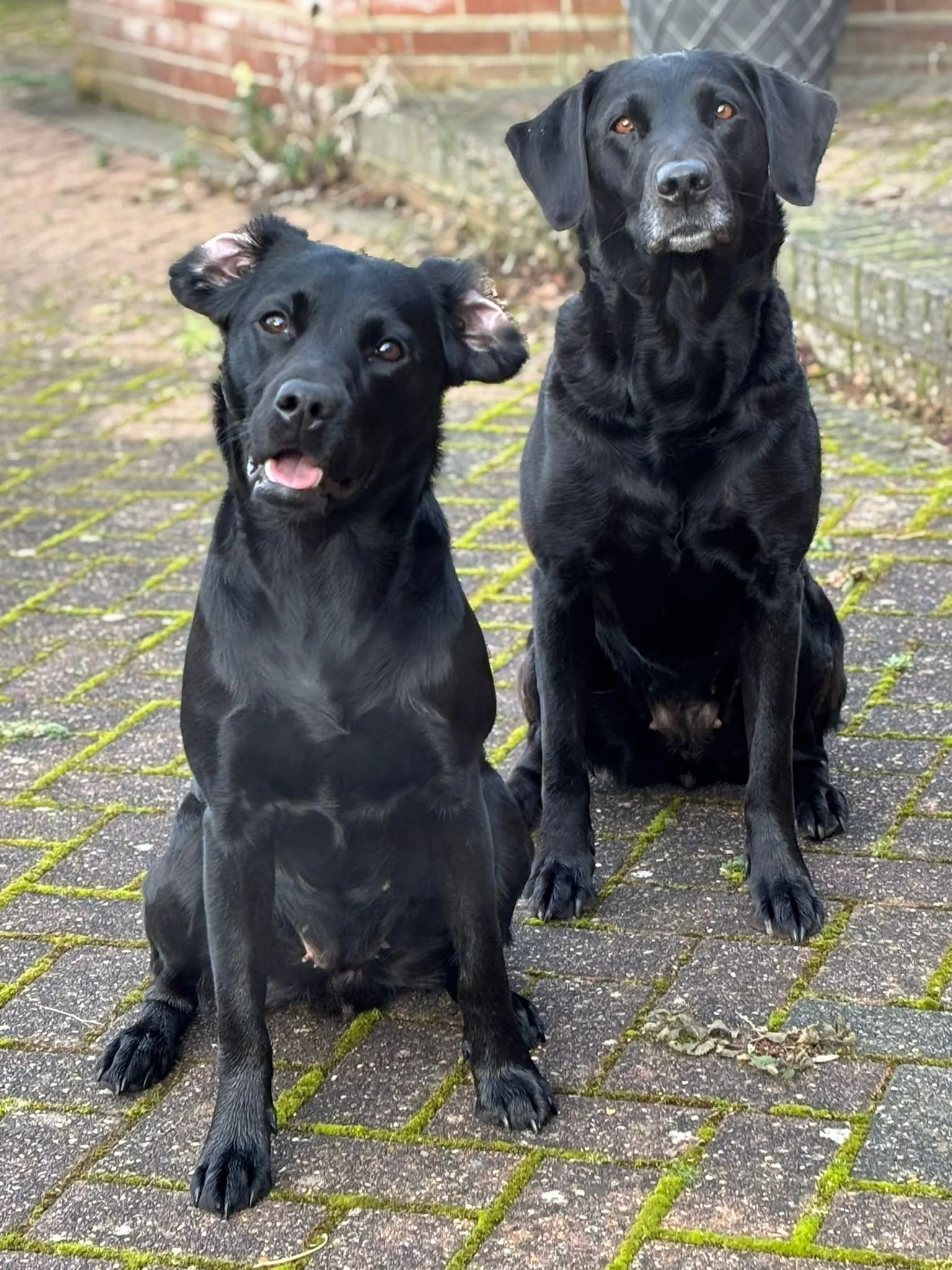 Two black dogs sitting on a brick patio outdoors with a brick wall and wooden fence in the background.