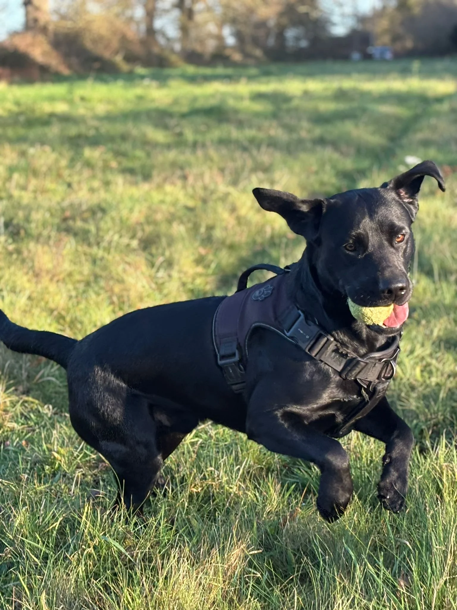 Black dog with a tennis ball in its mouth running on grass in a park.