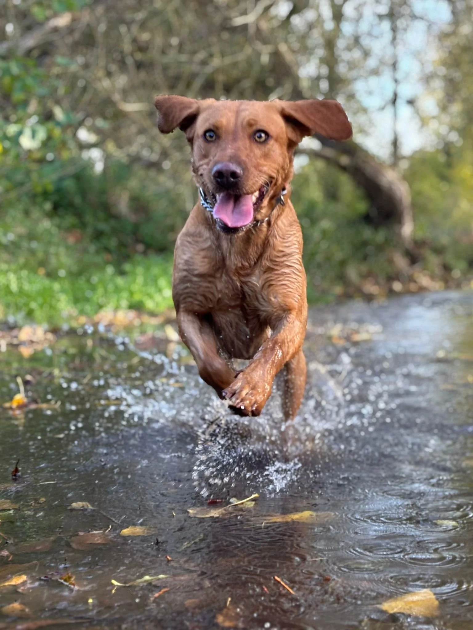 A brown dog running through shallow water outdoors with trees in the background.