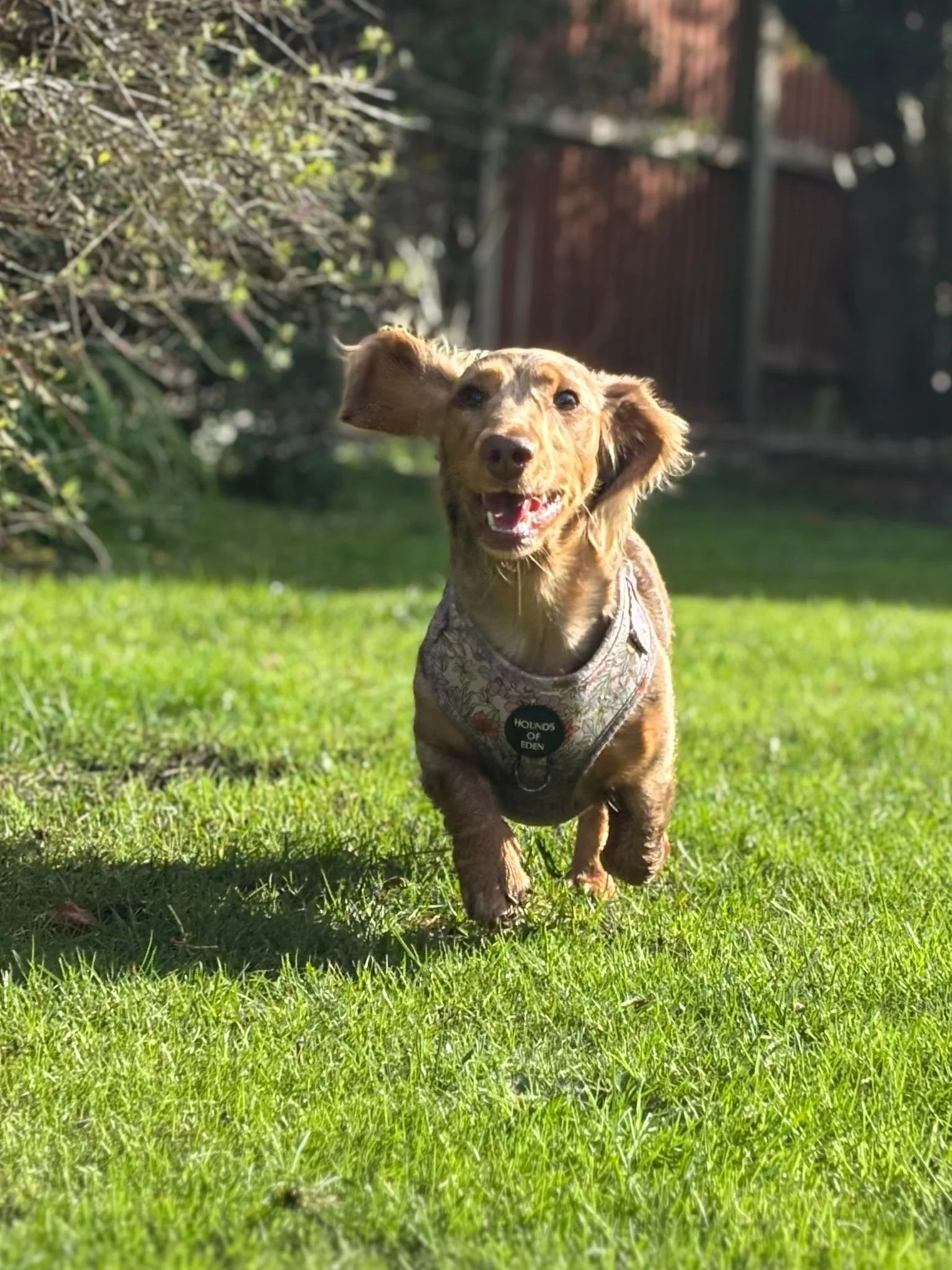 A happy dachshund with a tan coat and floppy ears runs on green grass in a backyard, wearing a patterned harness with a circular tag reading 'Hounds of Eden.'