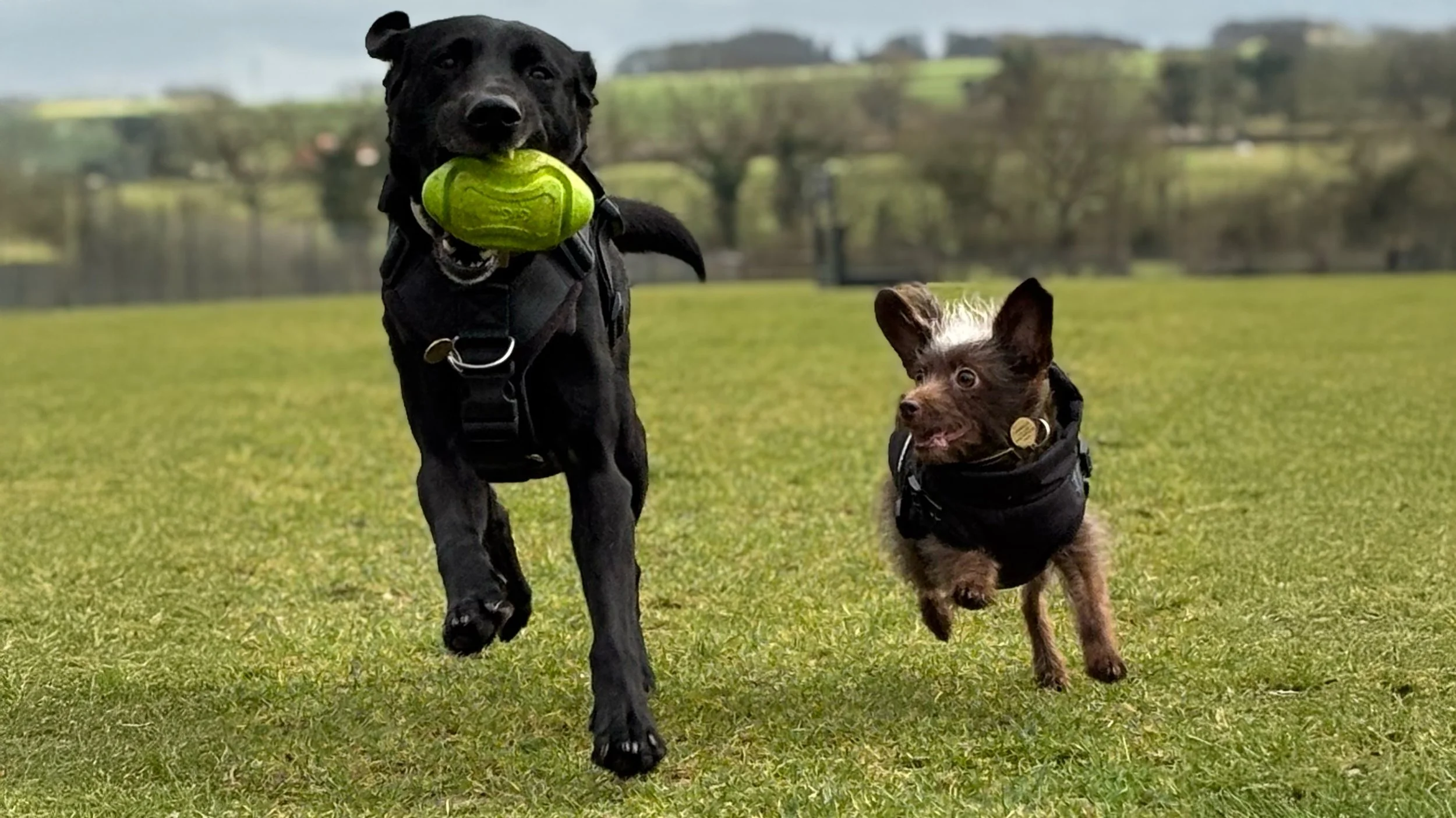 Two dogs, one black with a tennis ball in its mouth and one smaller brown and gray, are running on a grassy field with a blurred background of trees and hills.