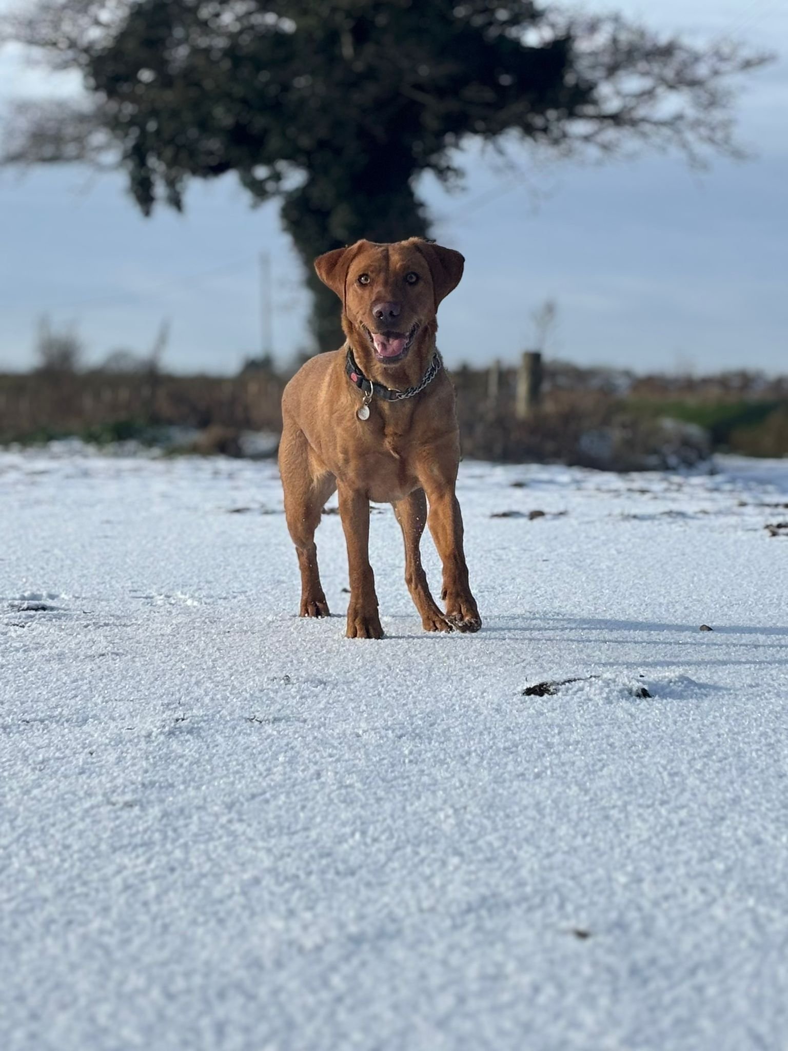 A brown dog with a chain collar running on snow-covered ground with a large tree and fence in the background.