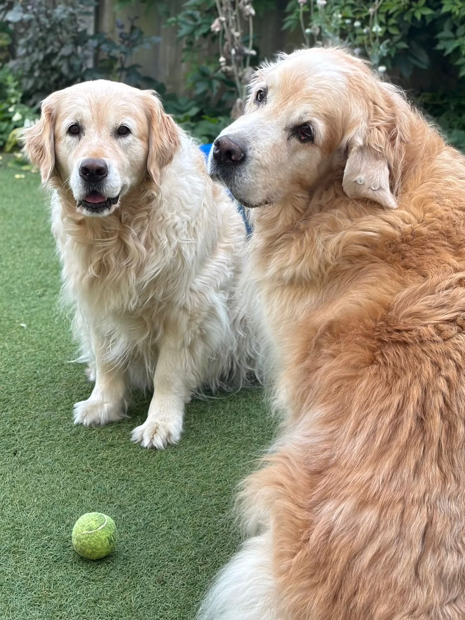 Two golden retrievers sitting on grass near a tennis ball, with greenery and bushes in the background.