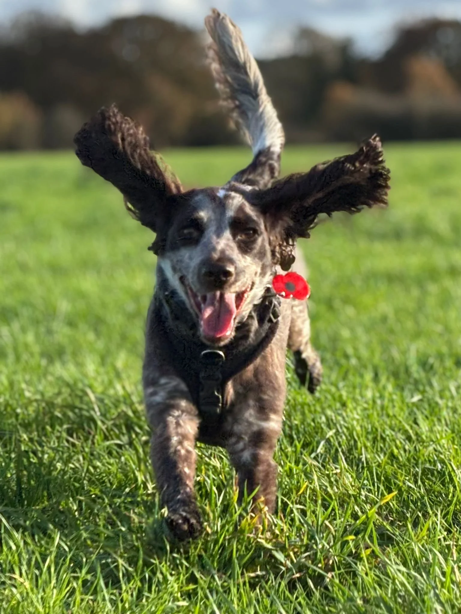 Happy dog running through a grassy field with ears flopping in the wind.