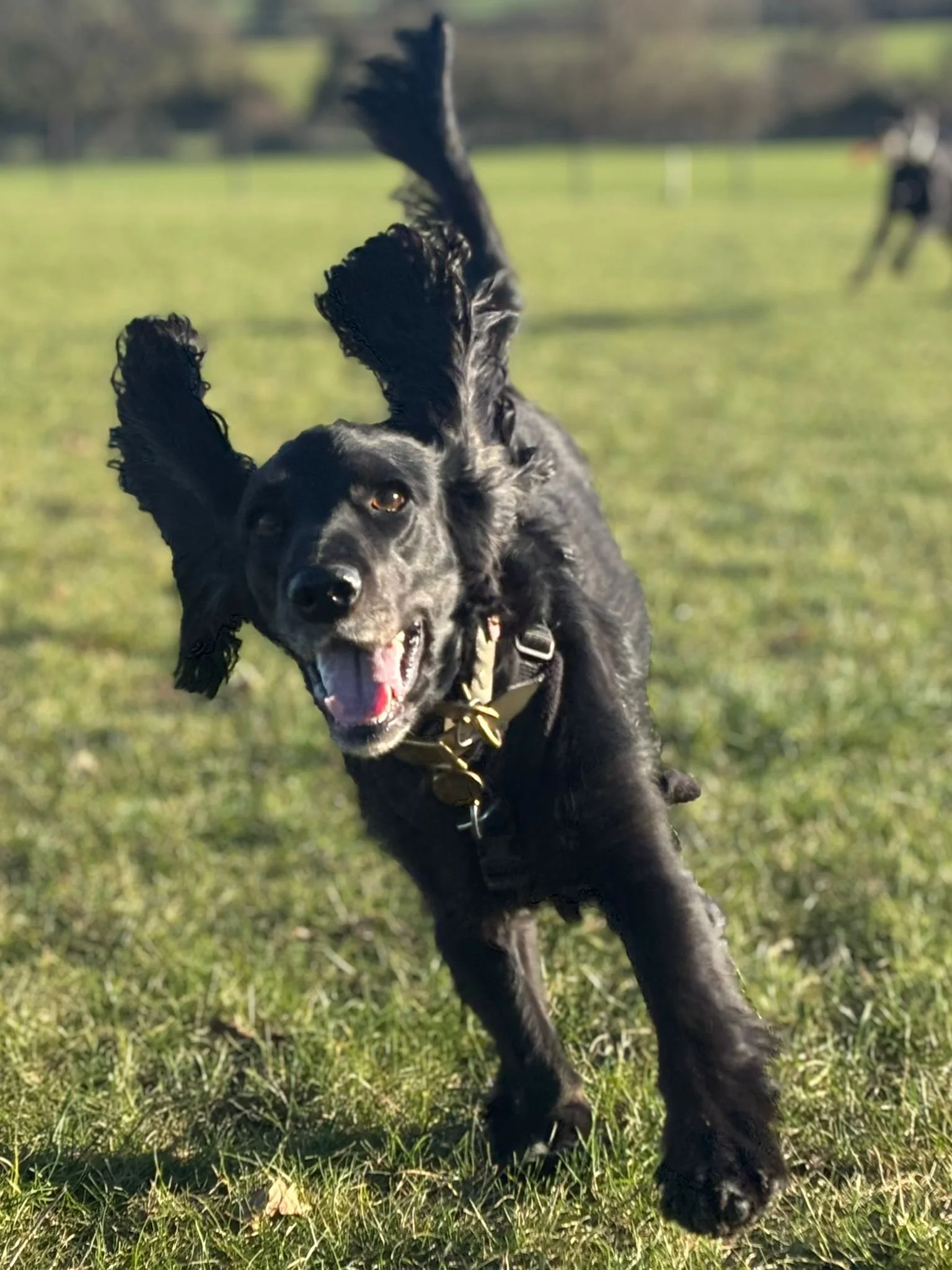 A black dog running on grass with ears flopping, tongue out, and a big smile, in a park setting with another dog in the background.