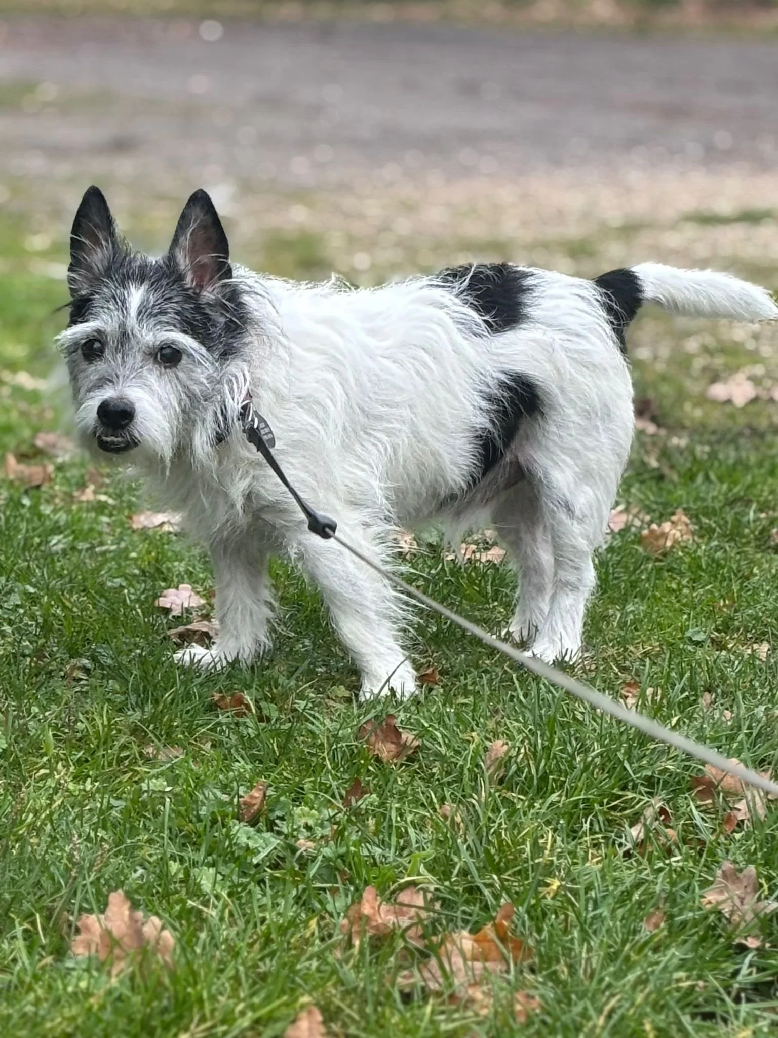 A small dog with a wiry coat, black and white fur, and pointy ears is standing on grass with fallen leaves, looking at the camera.