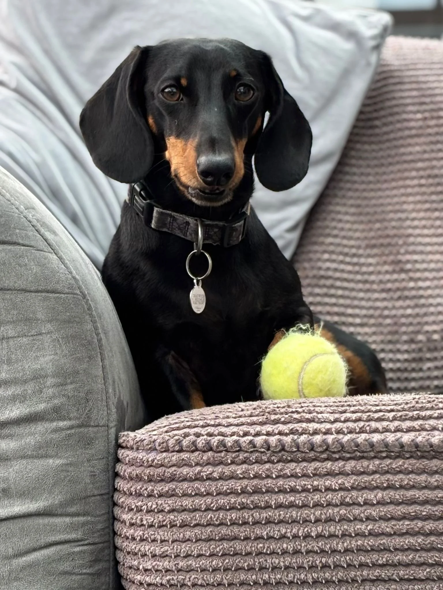 A black and tan Dachshund dog sits on a textured beige couch with a tennis ball in front of it, looking directly at the camera.