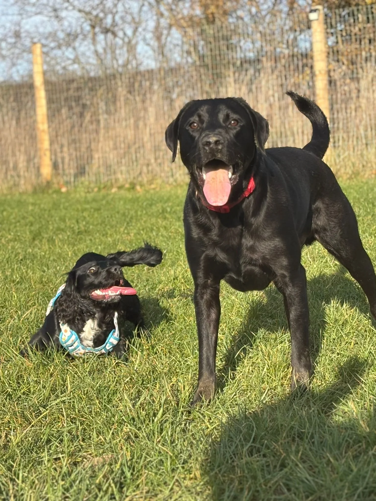 Two dogs playing on a grassy field with a wooden fence in the background. One large black dog is standing with its tongue out, and a smaller black dog with a white chest is lying on the grass.