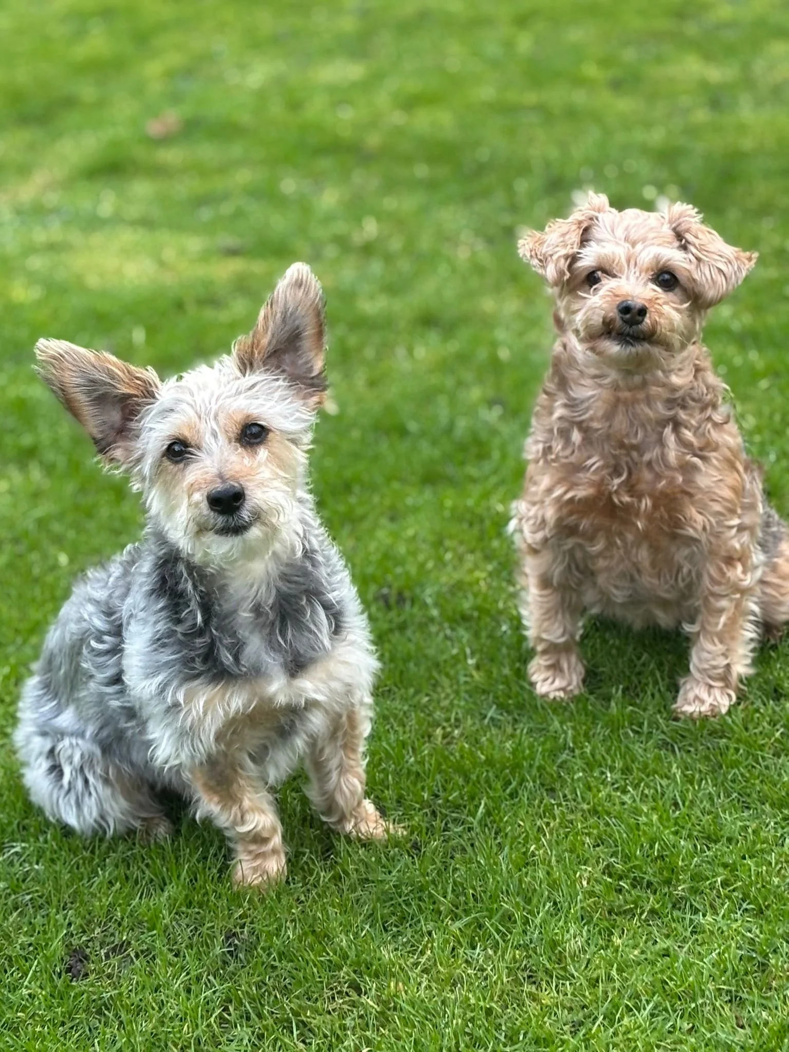 Two small dogs sitting on green grass outdoors, one with curly tan fur and the other with a scruffy coat and ears perked up.
