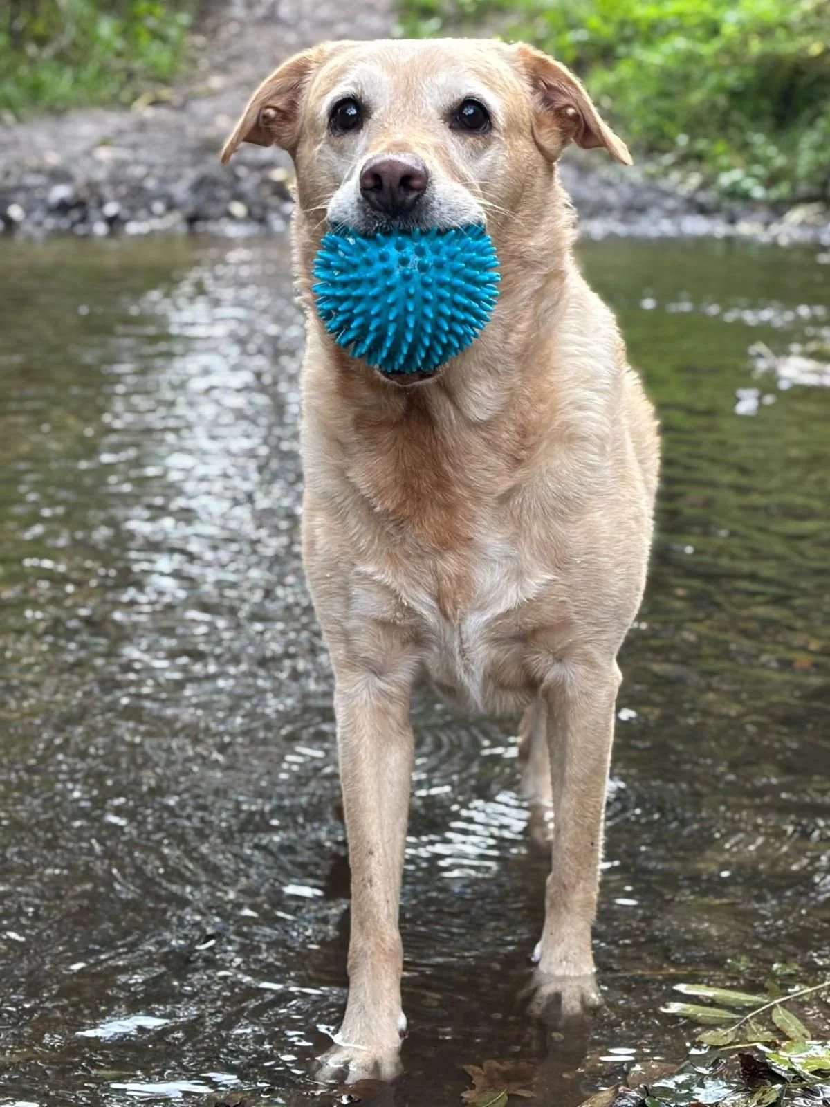 Dog standing in shallow water holding a blue spiky ball in its mouth.
