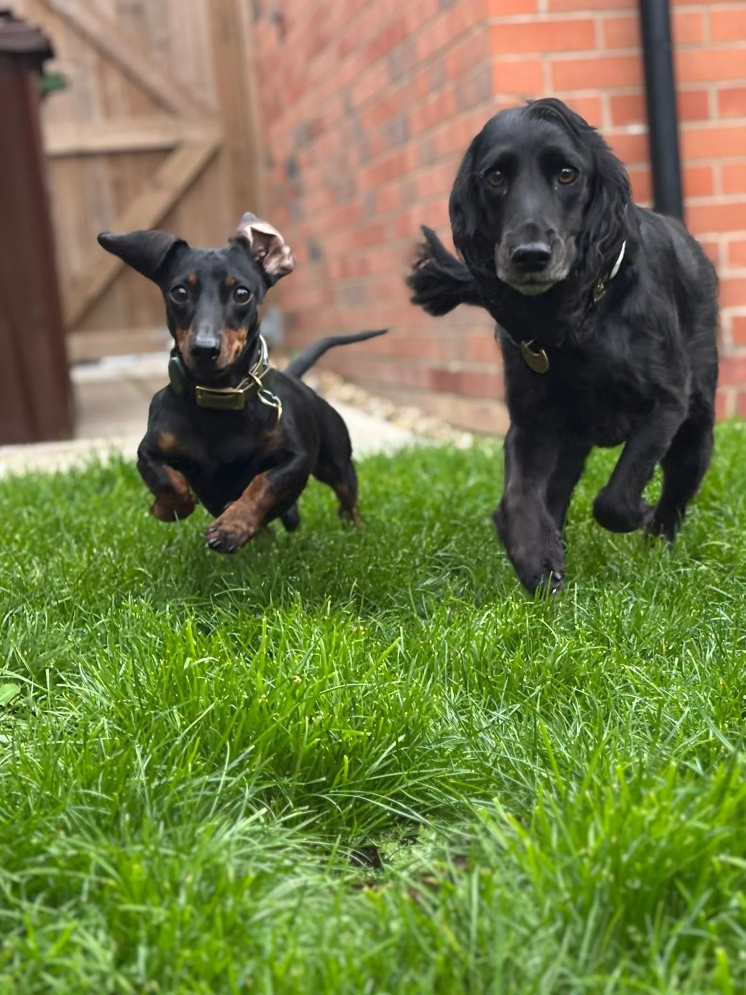 Two dogs, a small dachshund and a black retriever puppy, are running on a lawn with a brick wall and a wooden fence in the background.