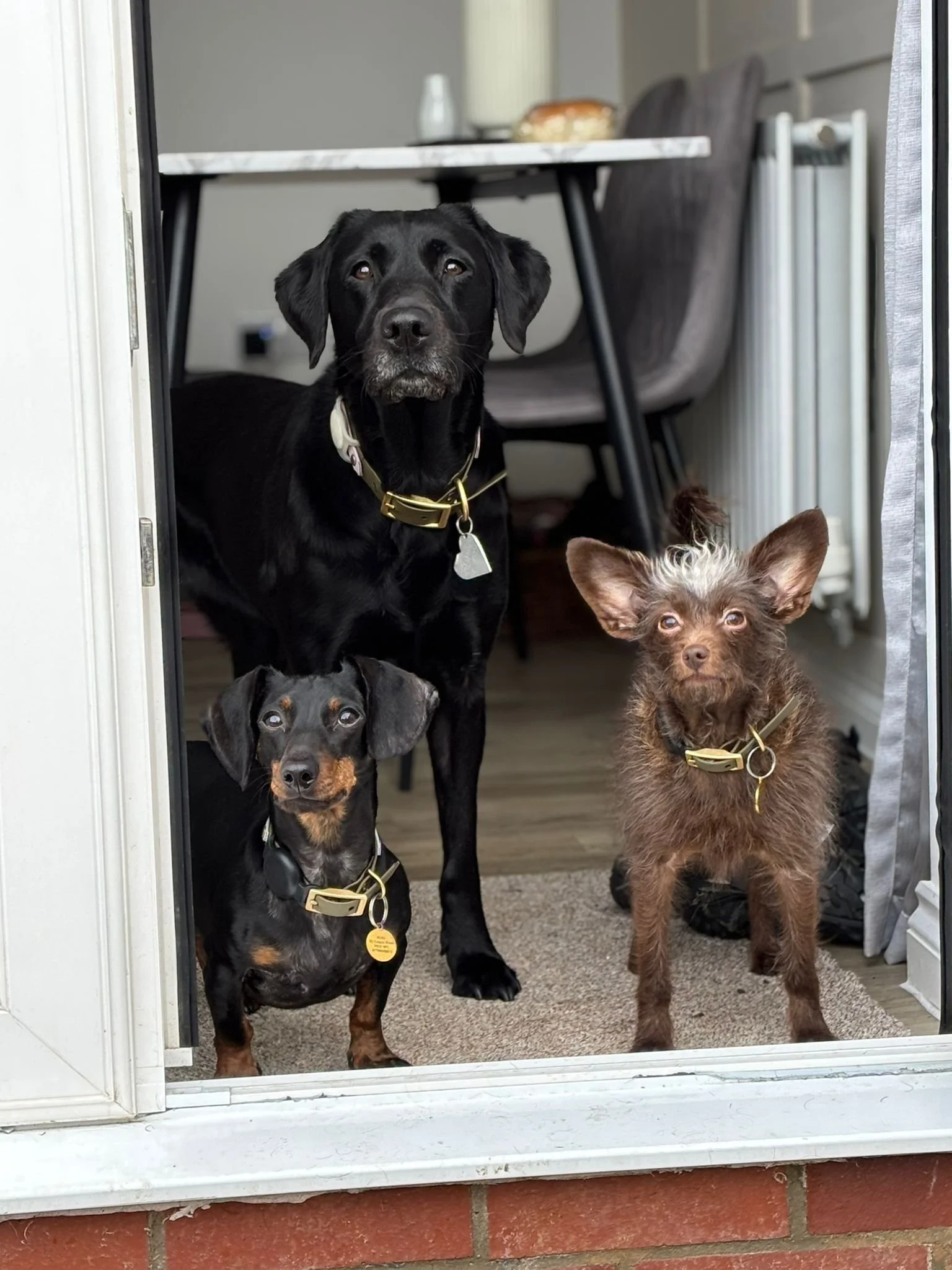 Three dogs sitting in a doorway, looking outside. The largest is a black Labrador with a gold collar, and the two smaller dogs are a black and tan Dachshund and a small brown dog with large ears and a collar.