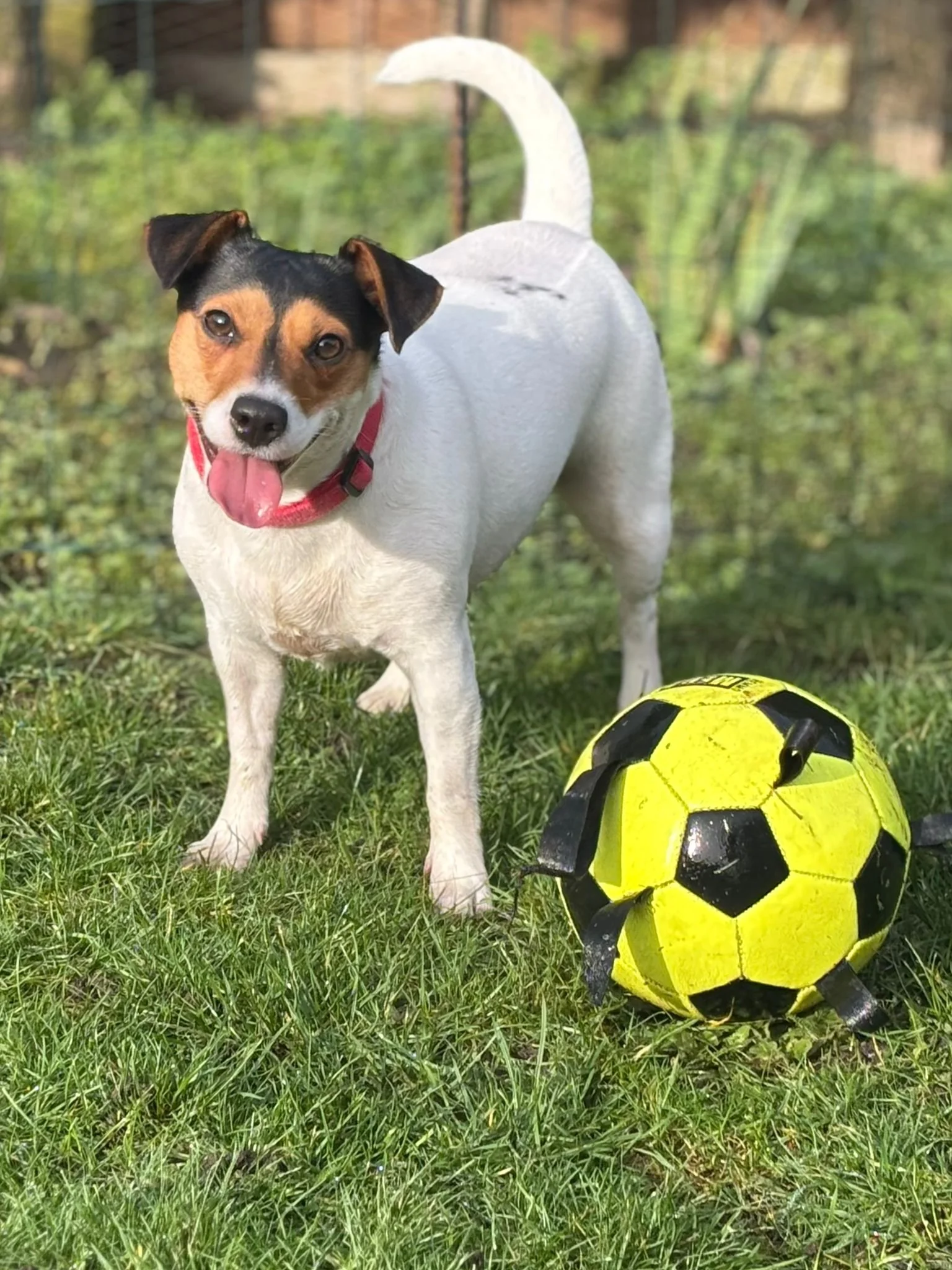 Cute dog with black and brown markings on its face, white body, pink collar, standing next to a yellow and black soccer ball on green grass in a backyard.