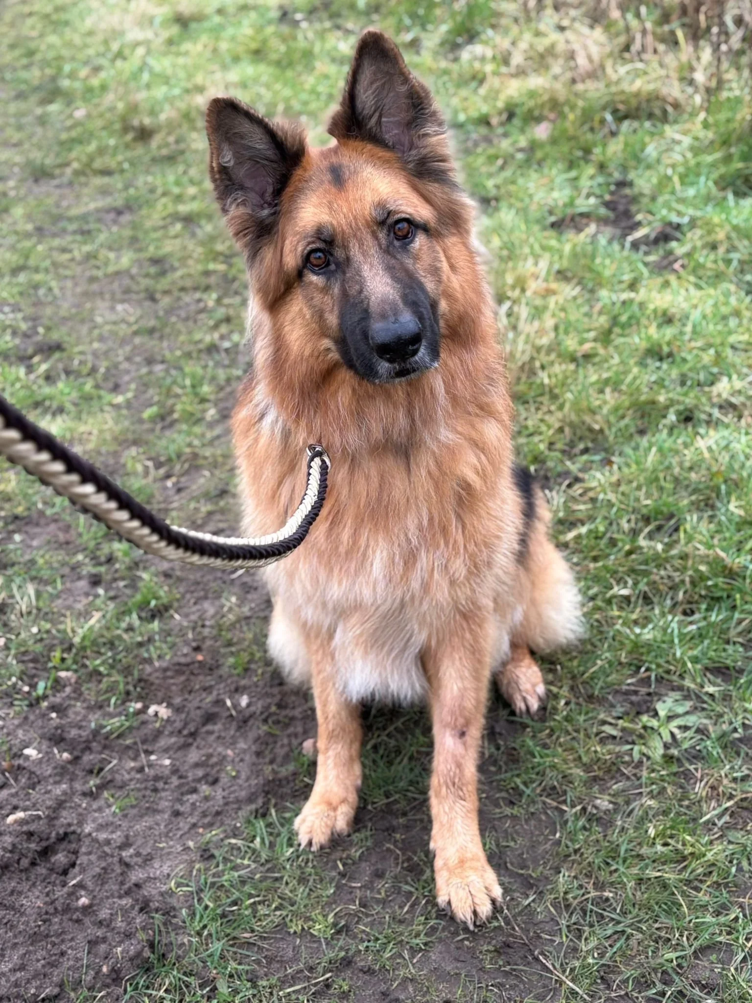 A dog with a tan and black coat, sitting outdoors on grass and dirt, looking at the camera, with a leash attached.