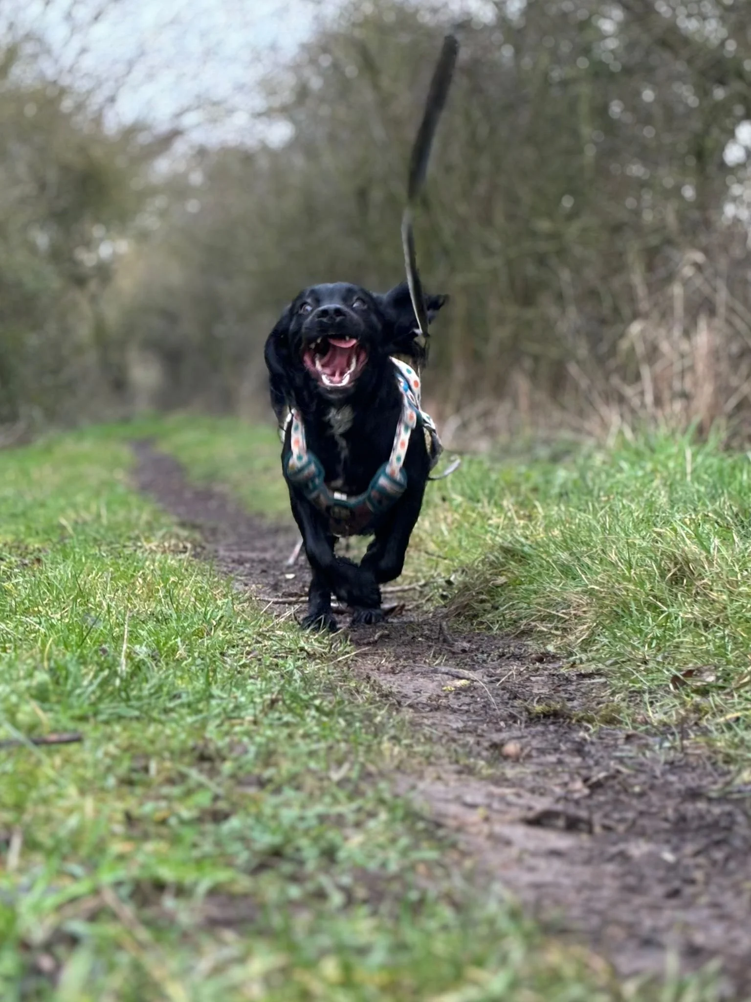 A black dog running on a dirt path through a grassy area, barking with its mouth open and tongue out, wearing a colorful harness.