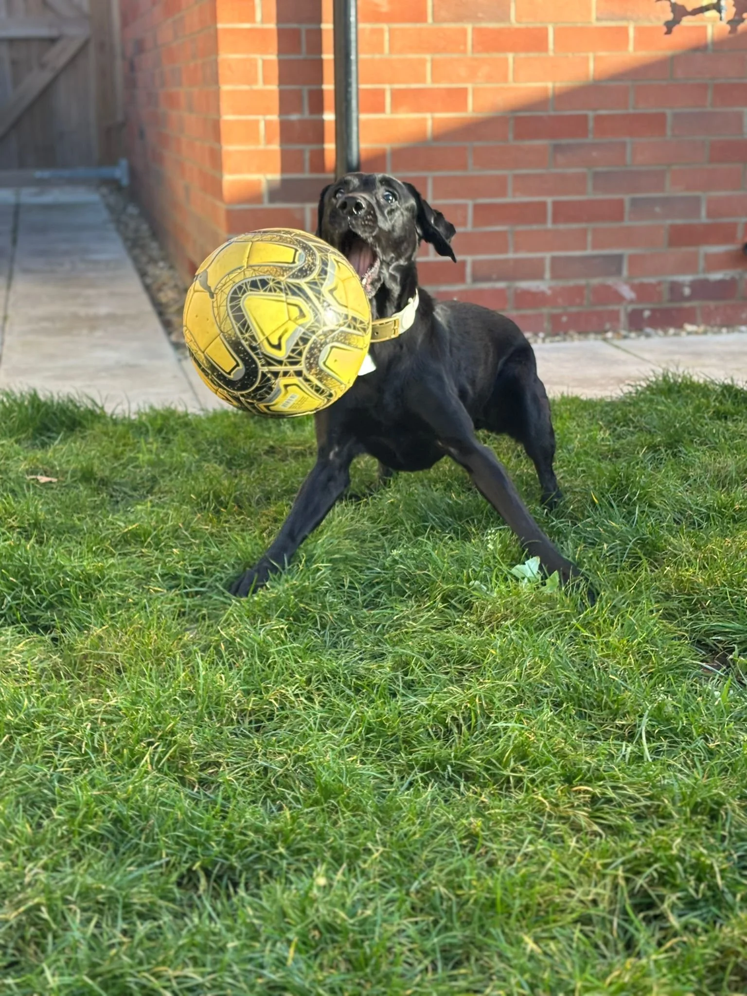 Black dog playing with a yellow and black soccer ball on a grassy backyard lawn, with a brick house wall and a concrete pathway in the background.