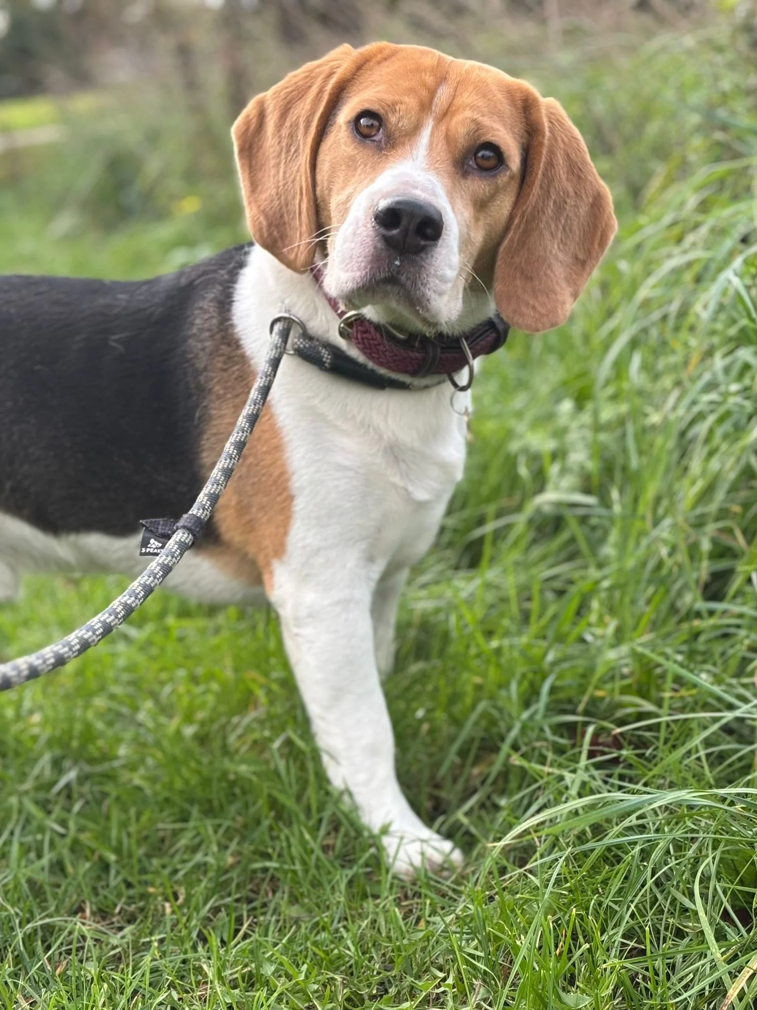 A beagle dog standing outdoors on grass with tall plants in the background, wearing a collar and a leash.