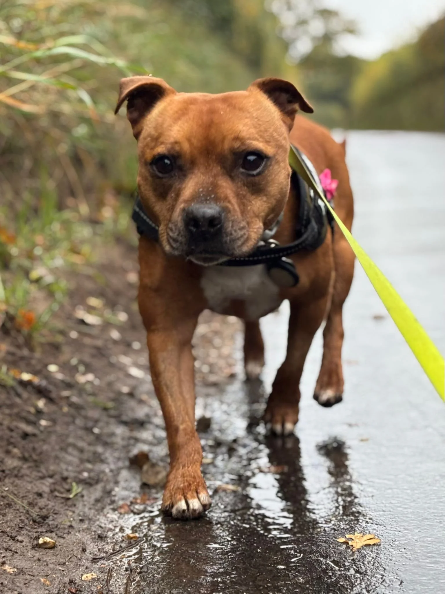 A small brown dog with a black harness and a pink flower on its collar walking on a muddy path along a wet road, surrounded by green foliage.