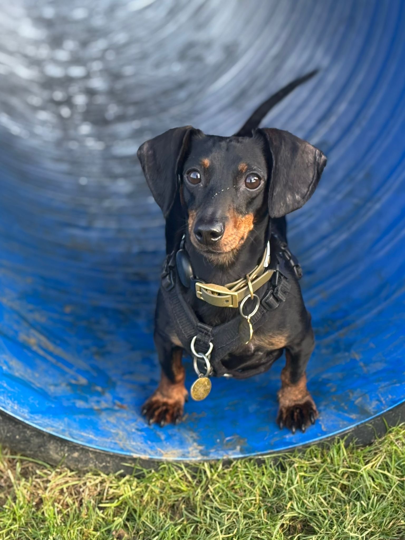 A small black and tan dog, possibly a dachshund, sitting inside a blue plastic tunnel with grass outside.