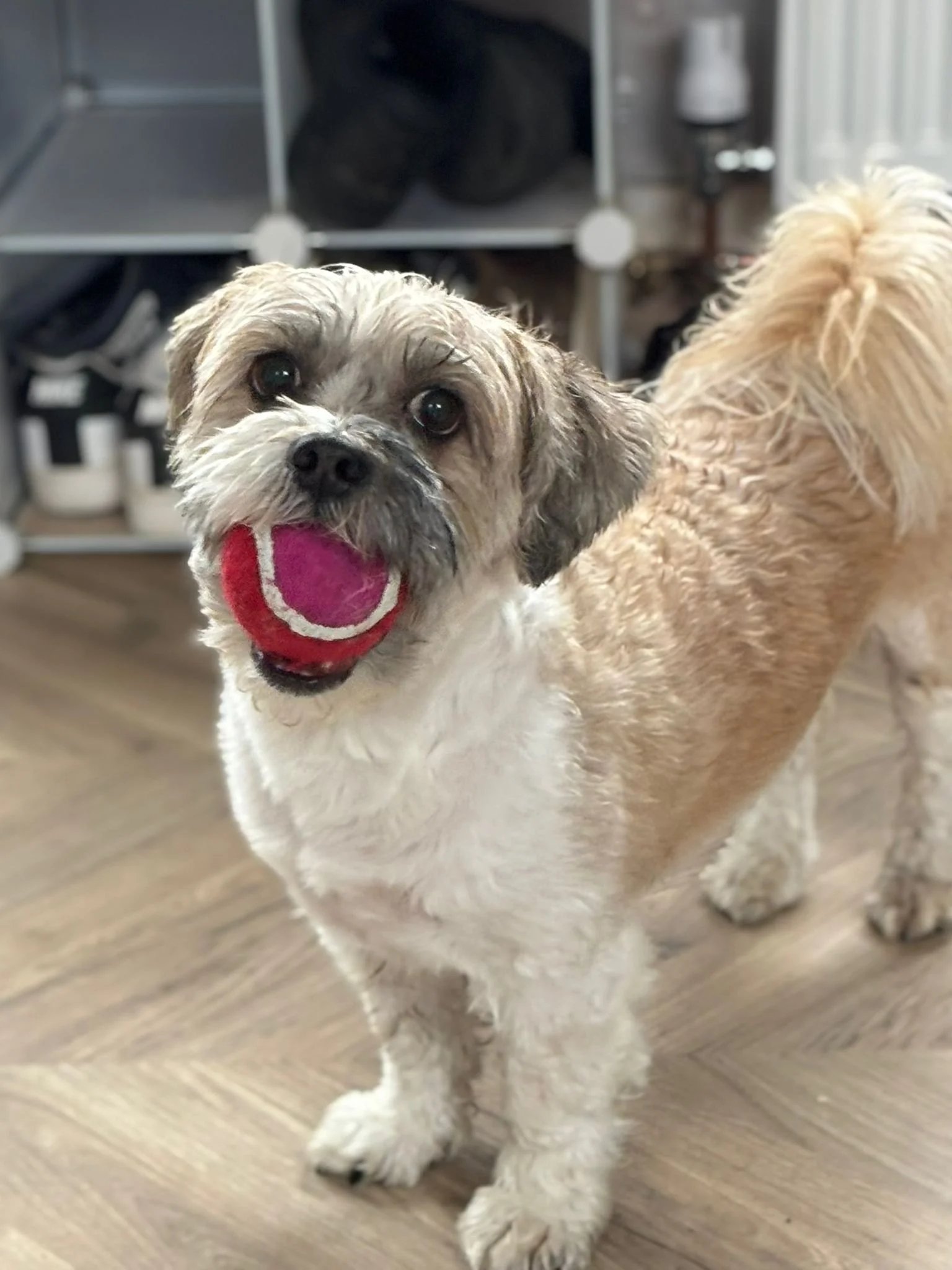 A small, fluffy dog holding a red tennis ball in its mouth, looking at the camera with big, dark eyes, standing on a wooden floor inside a room.