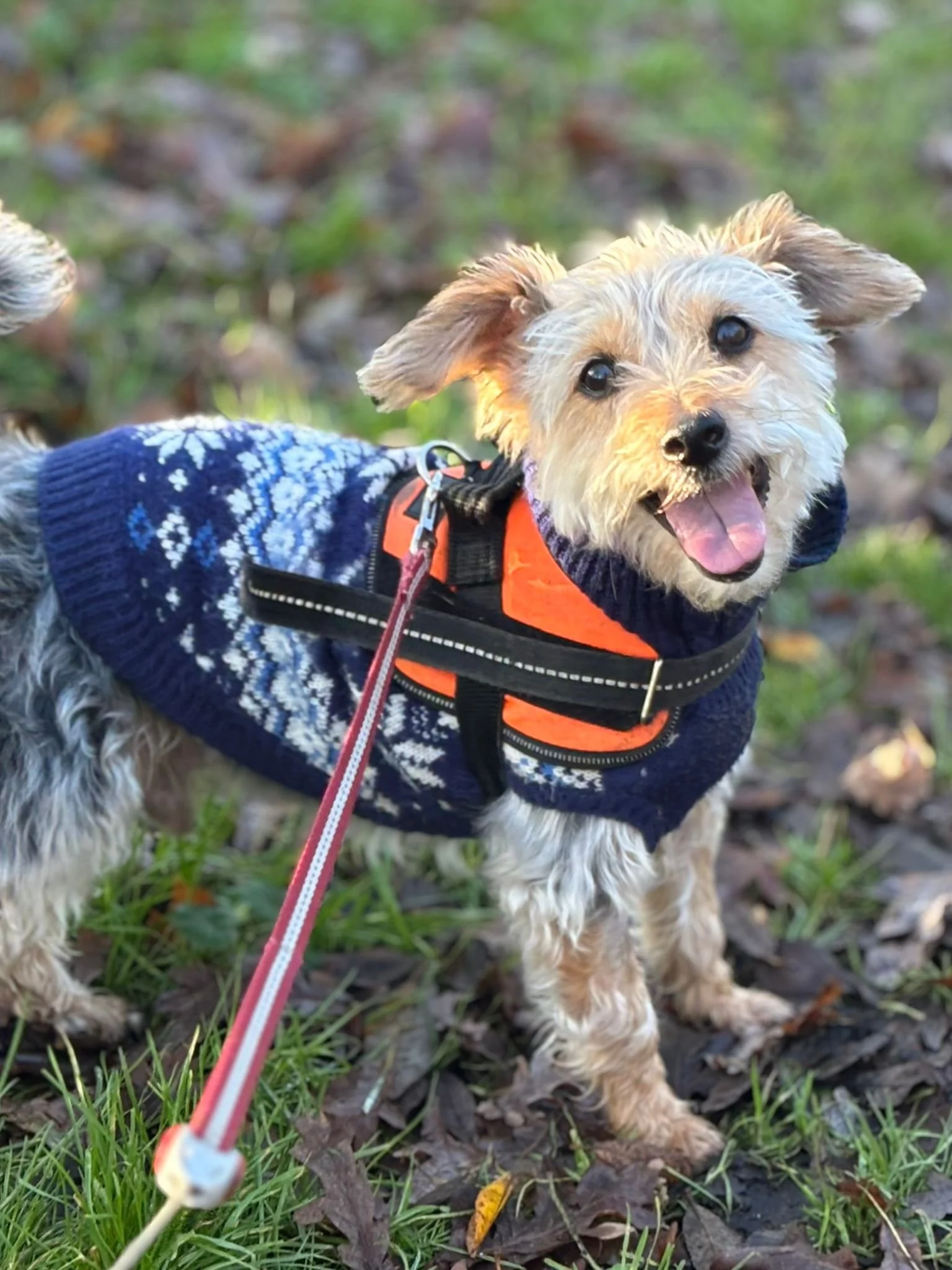 A happy small dog wearing a navy blue sweater with white snowflake patterns and an orange harness, standing outdoors on a leaf-covered ground, looking at the camera with its tongue out.