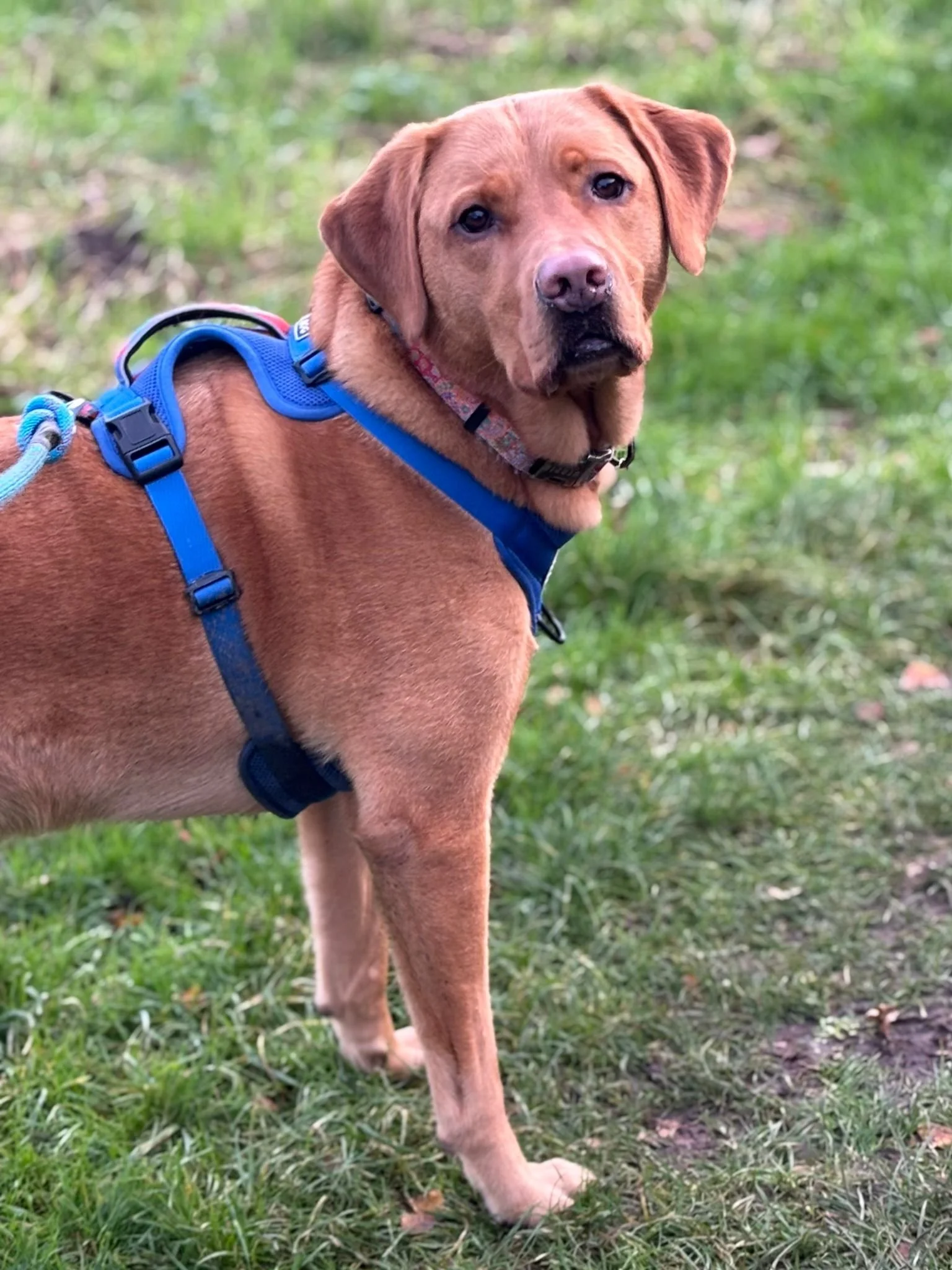 A brown dog with a black nose and dark eyes wearing a blue harness, standing on grass in a park.