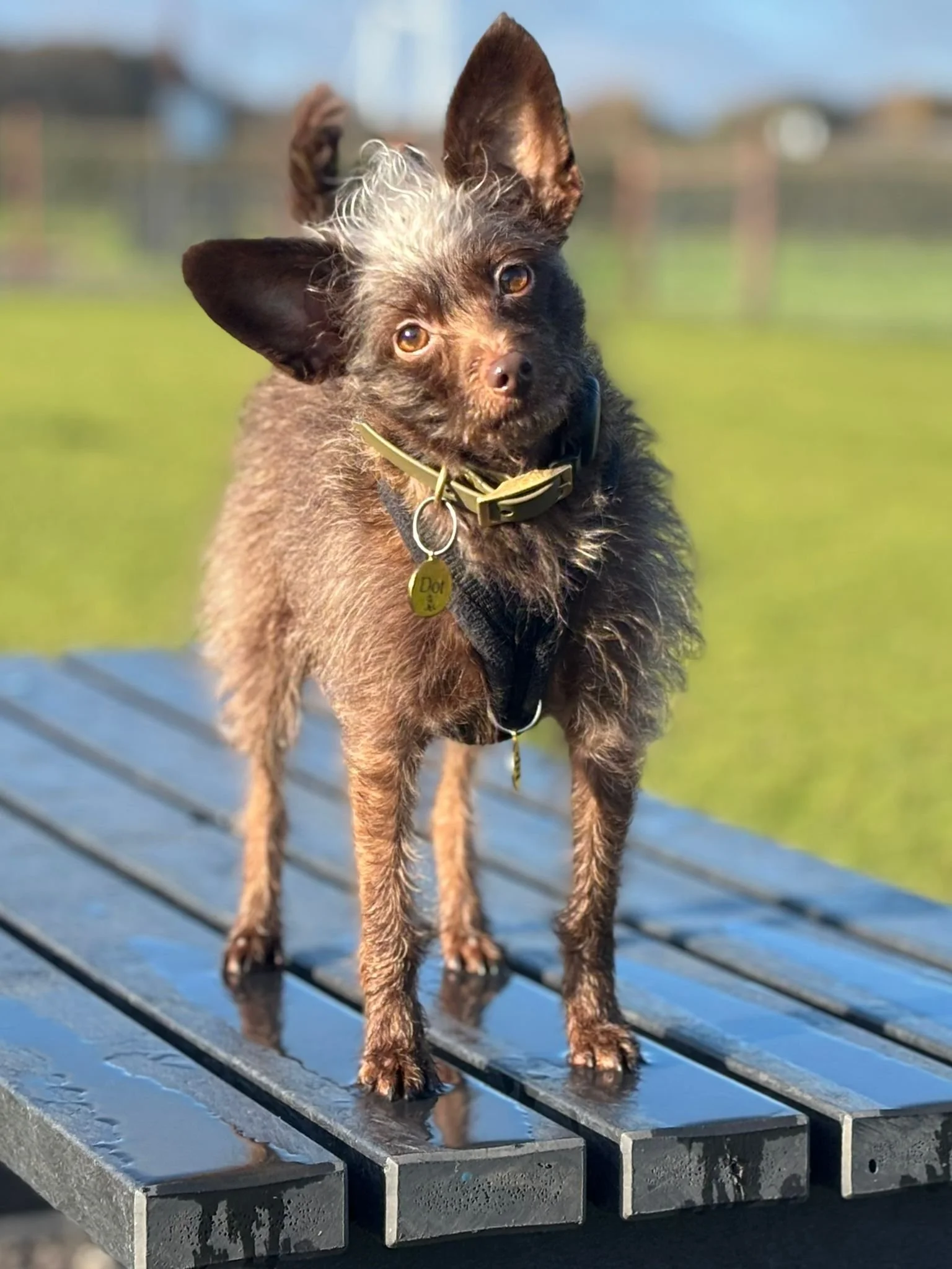 A small dog with a curly brown coat and large ears standing on a wet black metal bench outdoors with a grassy field in the background.