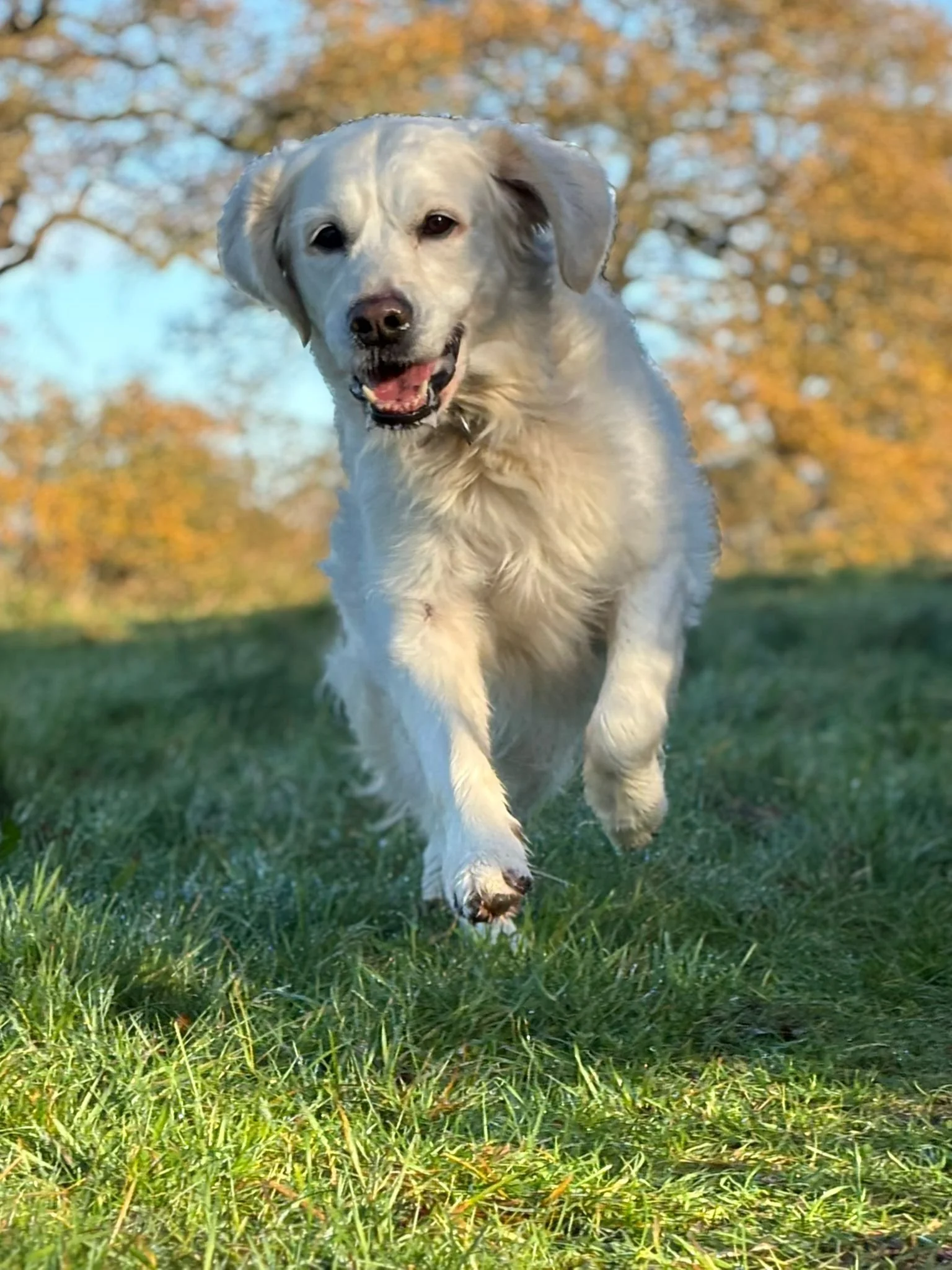 A happy yellow Labrador retriever running on green grass with autumn trees and a blue sky in the background.
