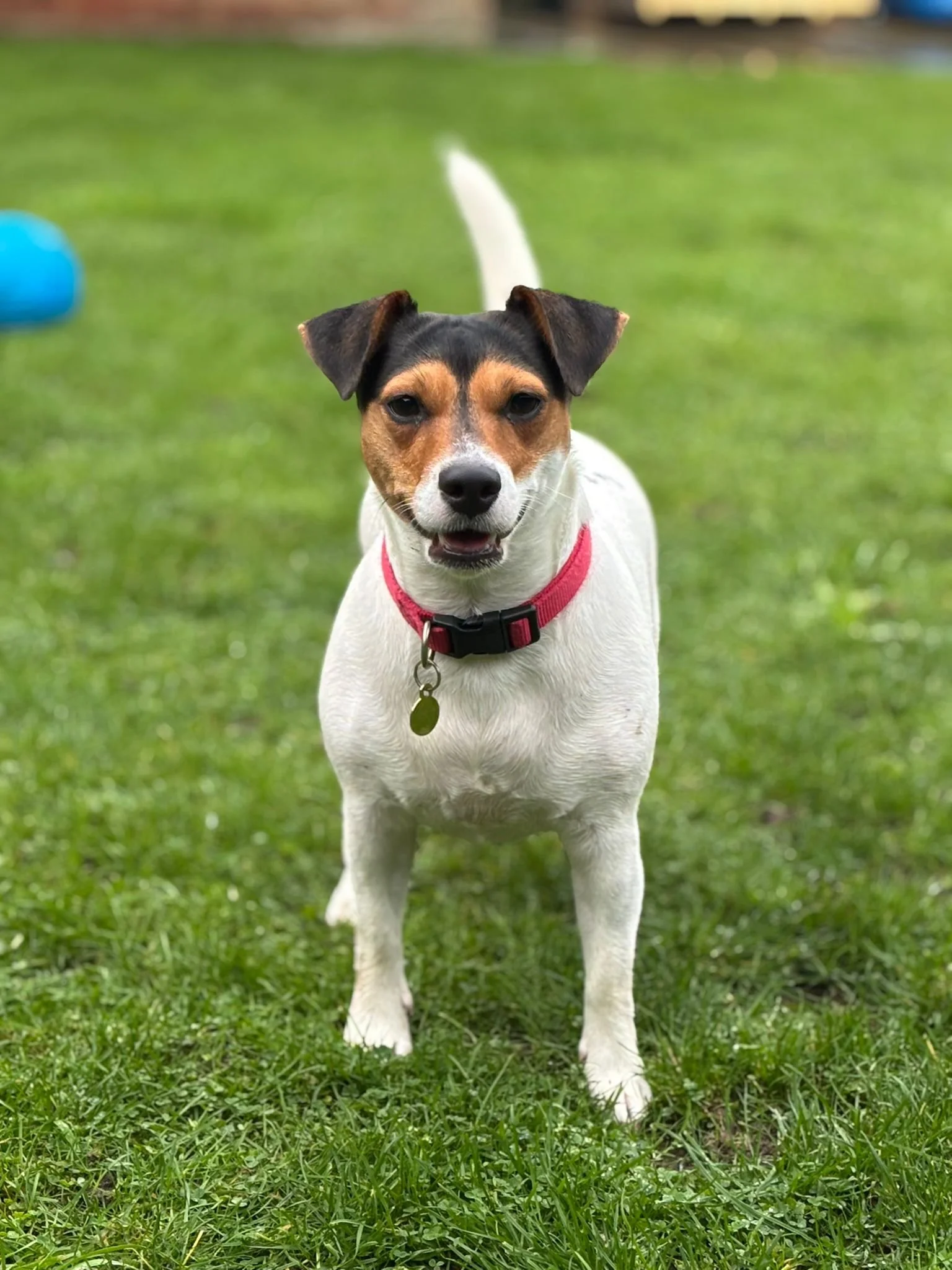 A small mixed breed dog with a white coat, brown and black face, wearing a pink collar, standing on green grass, looking at the camera.