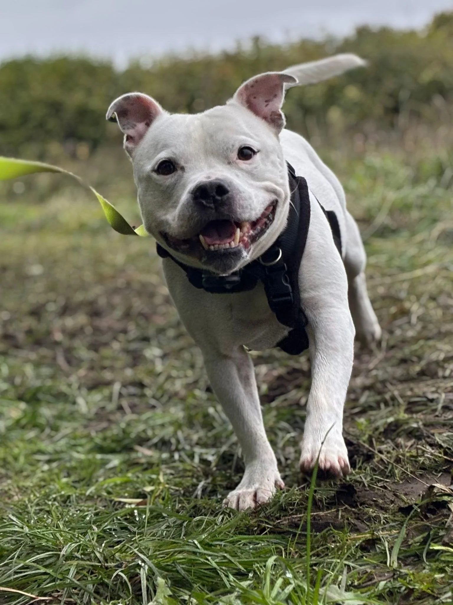 A happy white pitbull dog with a black harness running outdoors on grass and dirt, with a blurred natural background.