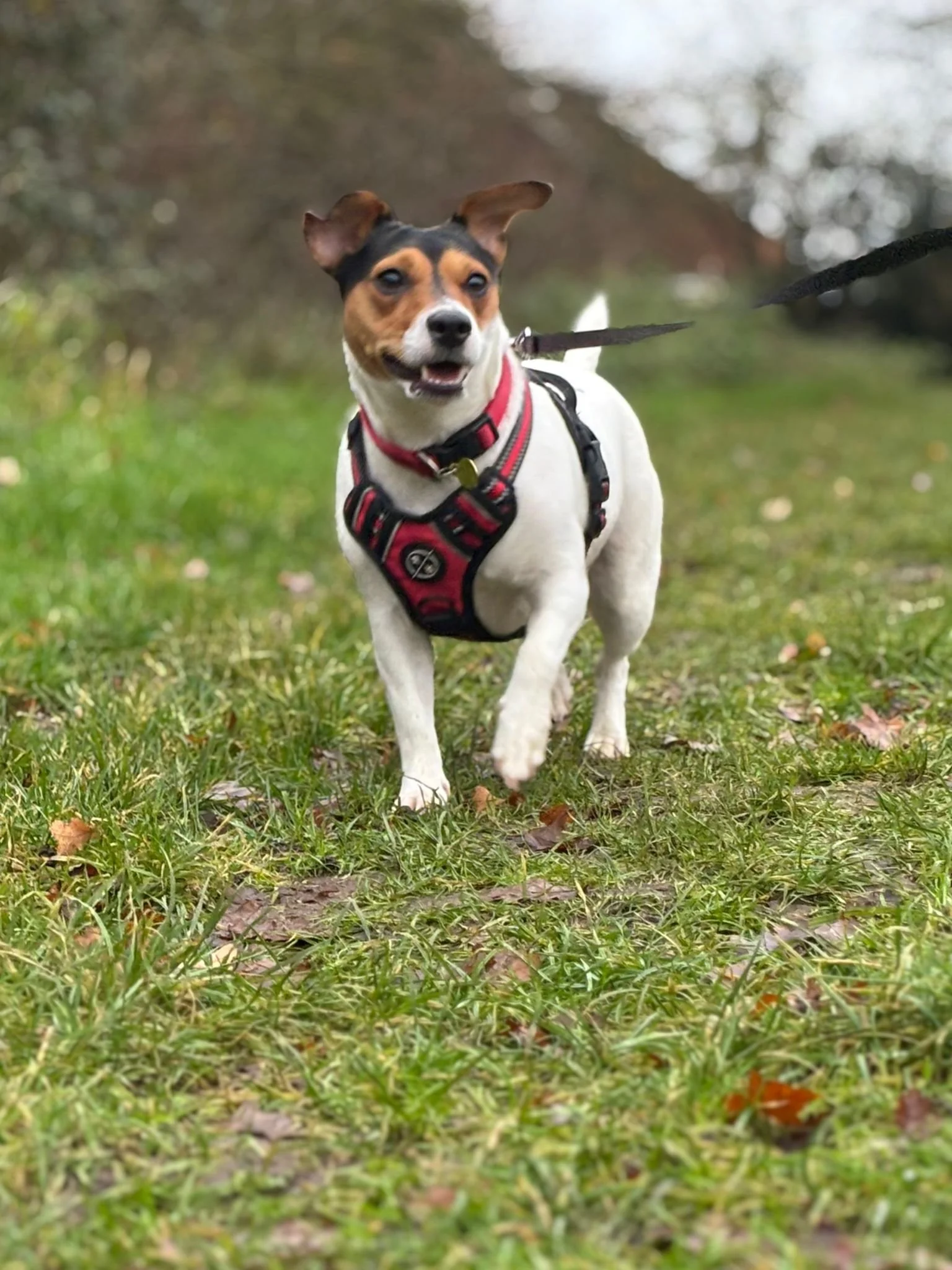 A small dog with a black and brown face, white body, and a red harness, walking outdoors on green grass with scattered leaves, with a blurred natural background.