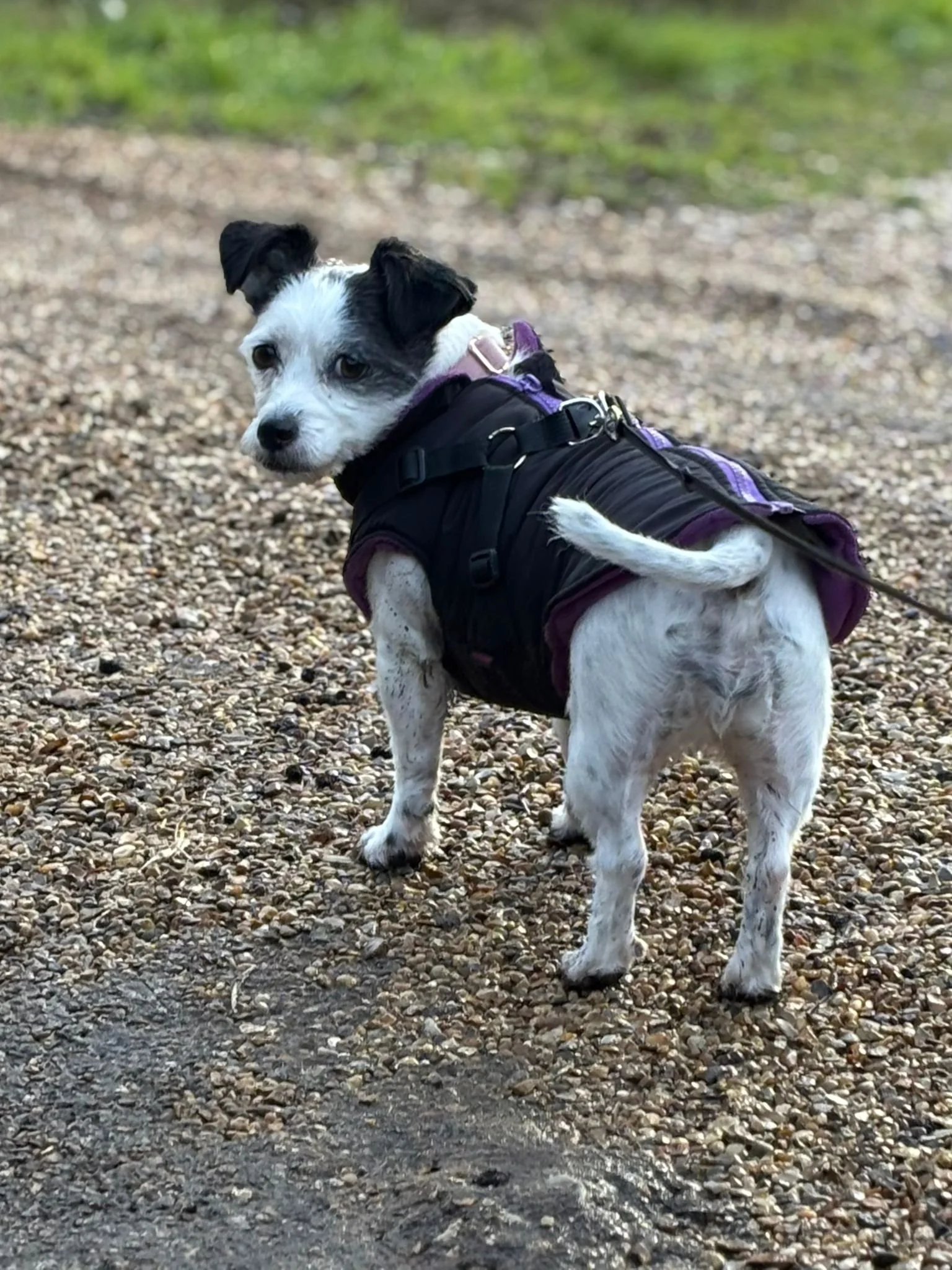 A small dog with black and white fur wearing a black and purple jacket standing on a gravel path outdoors.