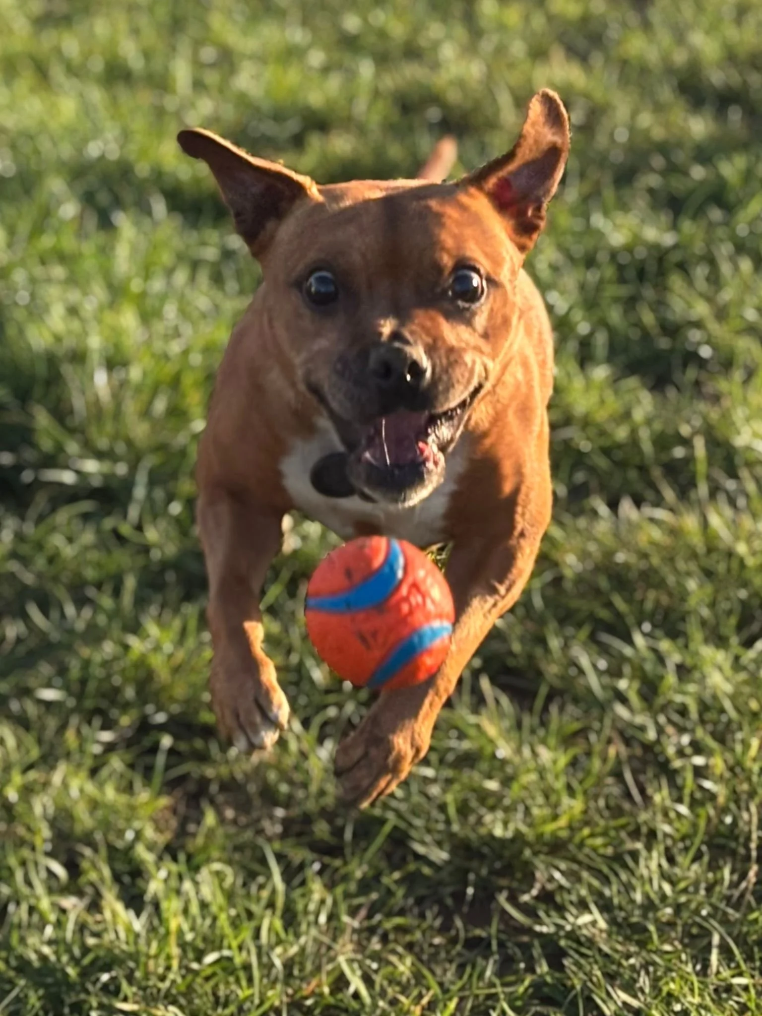 A joyful brown dog with large ears runs through grass, chasing after an orange and blue tennis ball.
