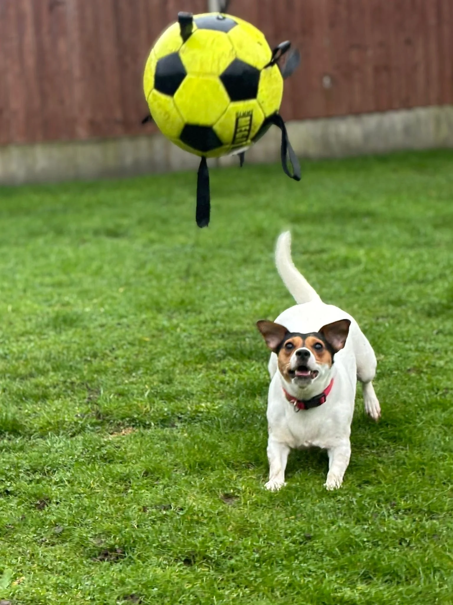 A small dog looking up at a soccer ball that is suspended in the air, outdoors on a grassy lawn.