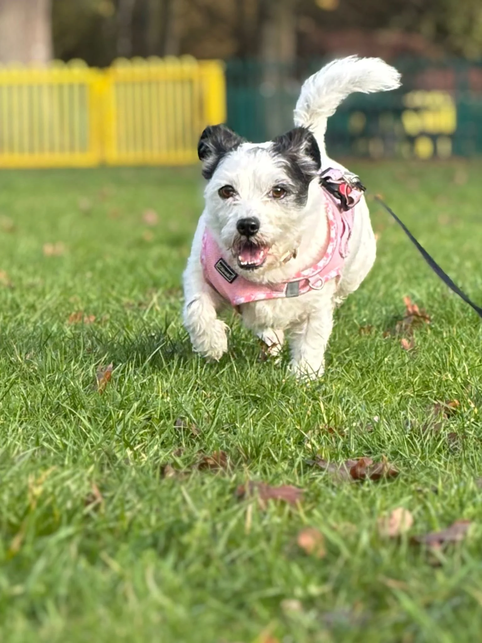 A small white dog with black patches on its face, wearing a pink harness, runs towards the camera on a grassy field with a yellow and green fence in the background.