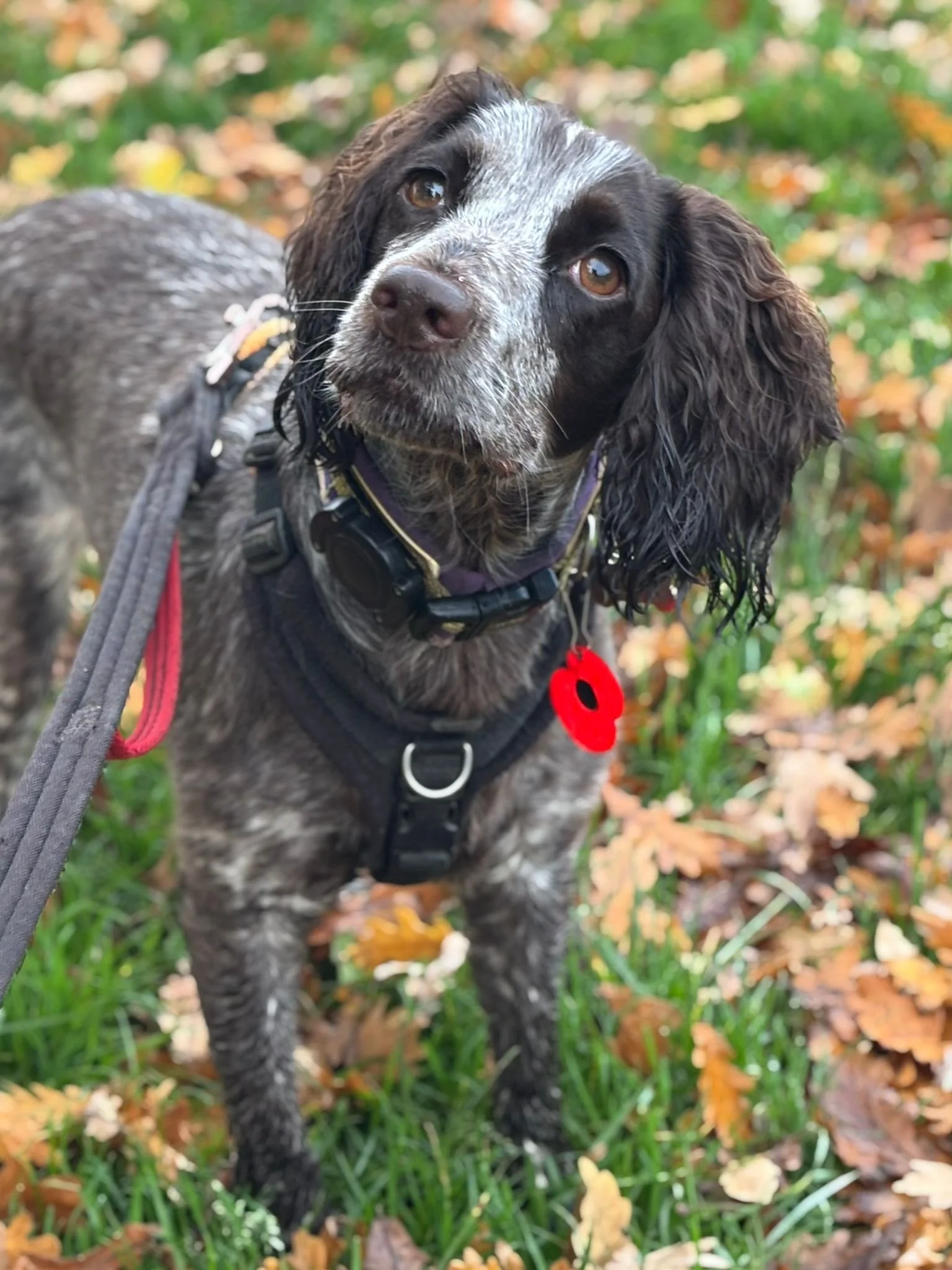 A brown and white spaniel dog with a red poppy tag on its collar, standing outdoors on grass with fallen leaves and autumn foliage in the background.