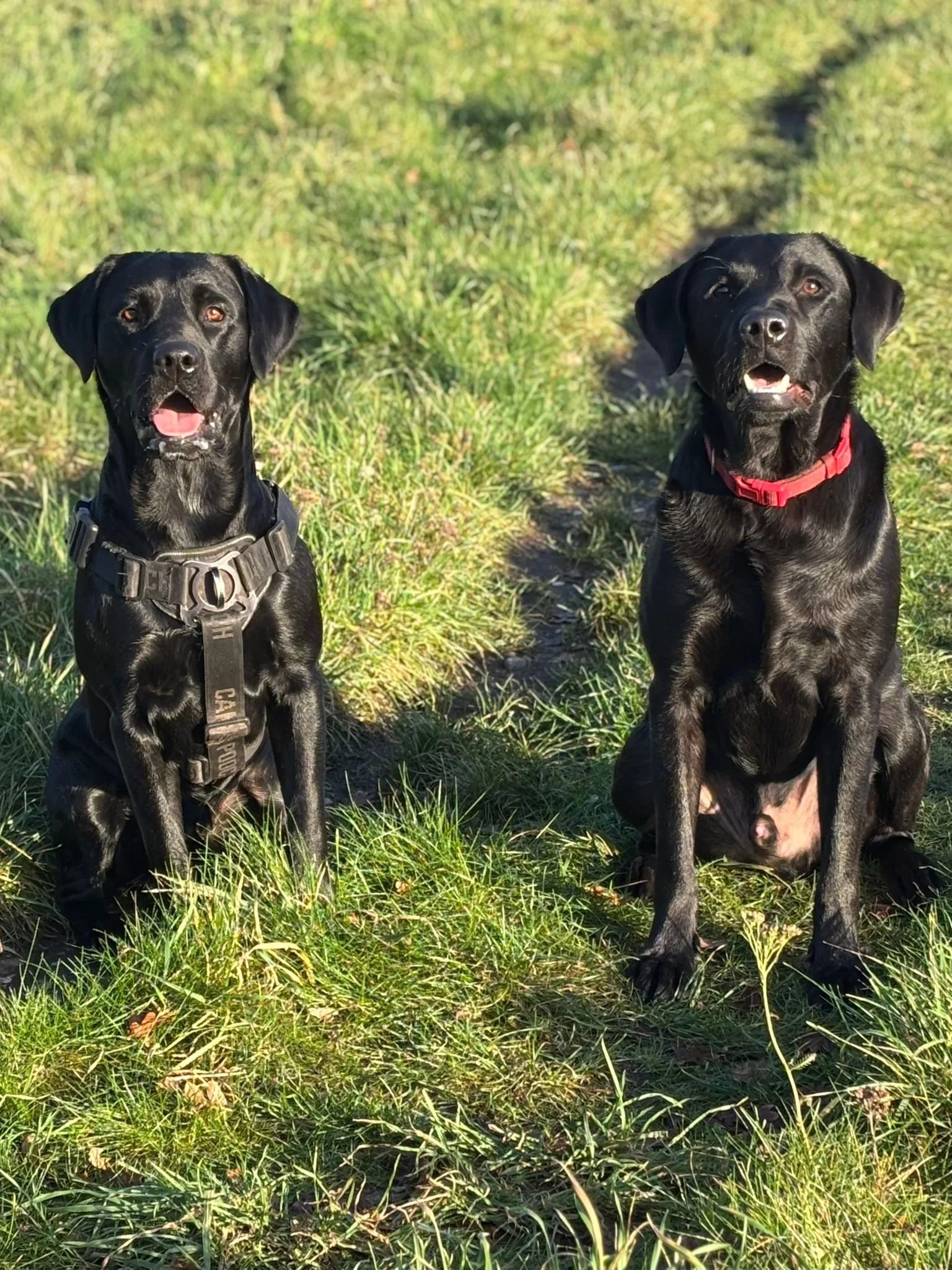 Two black Labrador retrievers sitting on a grassy trail outdoors in sunlight, one with a black harness and the other with a red collar, both facing forward.