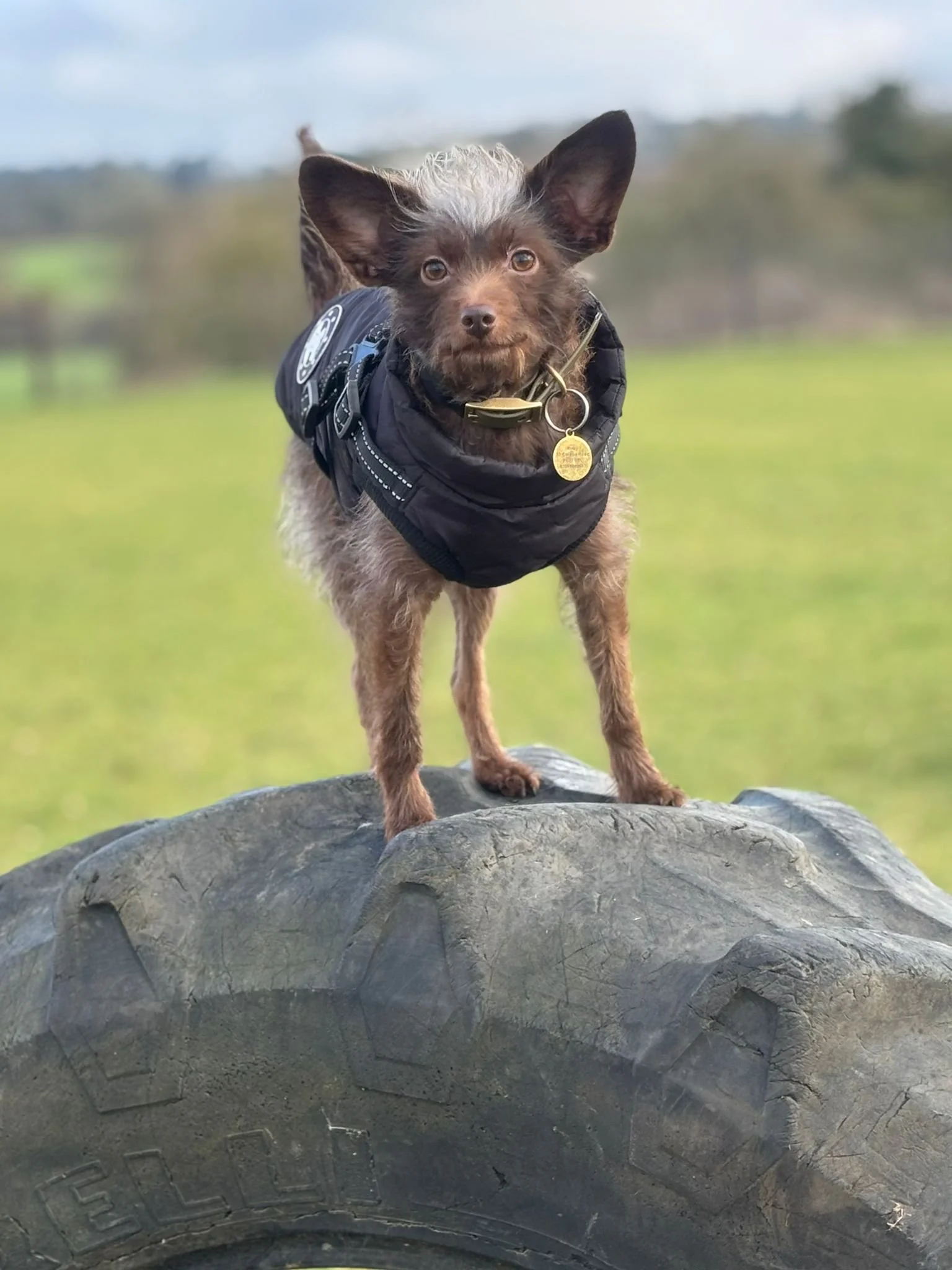 Small dog standing on a large tire outdoors, wearing a black harness with a gold tag, during daytime.