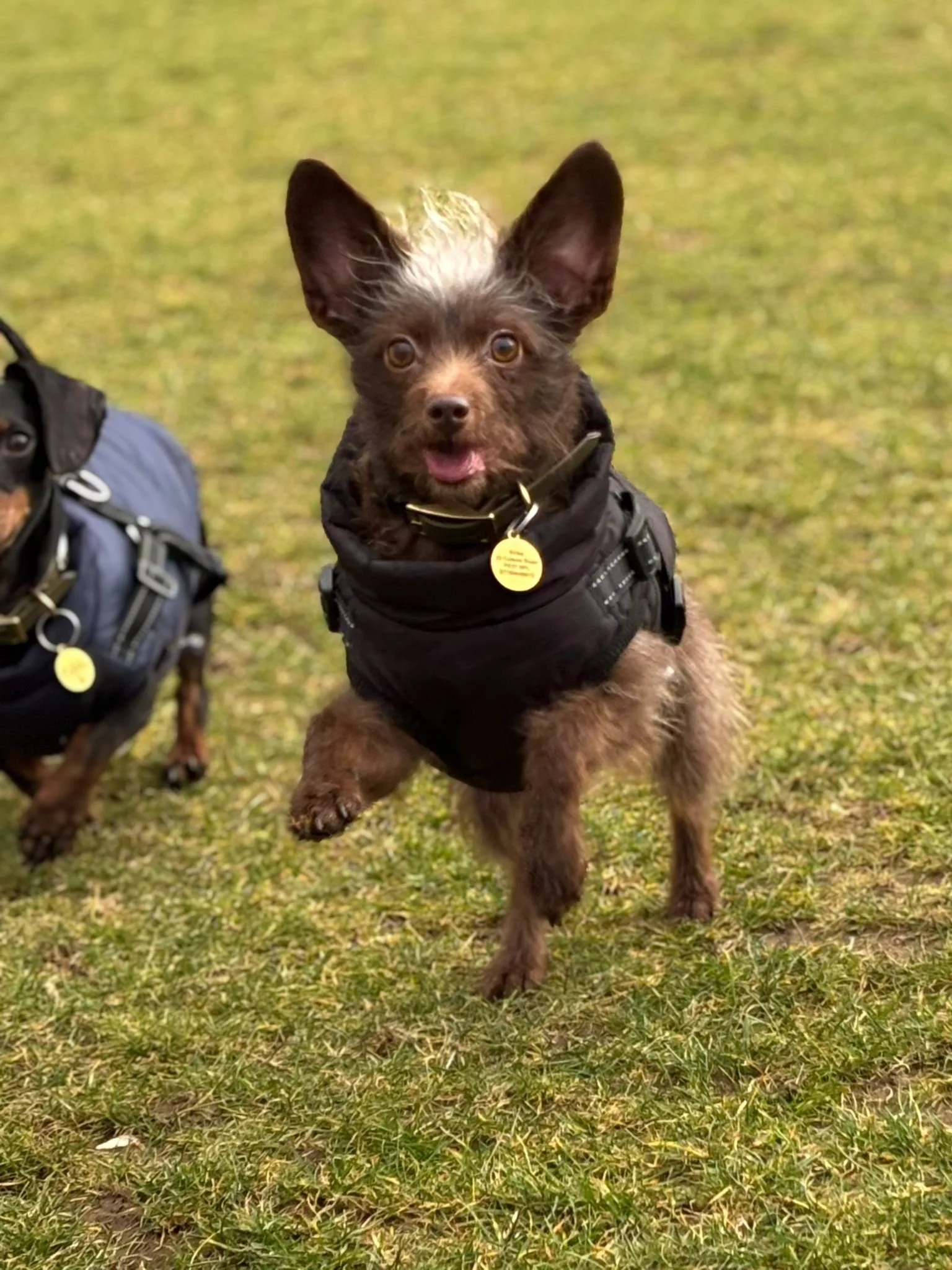 A small dog with large ears and a fluffy tail jumping on grass, wearing a black vest, with another dog partially visible beside it.