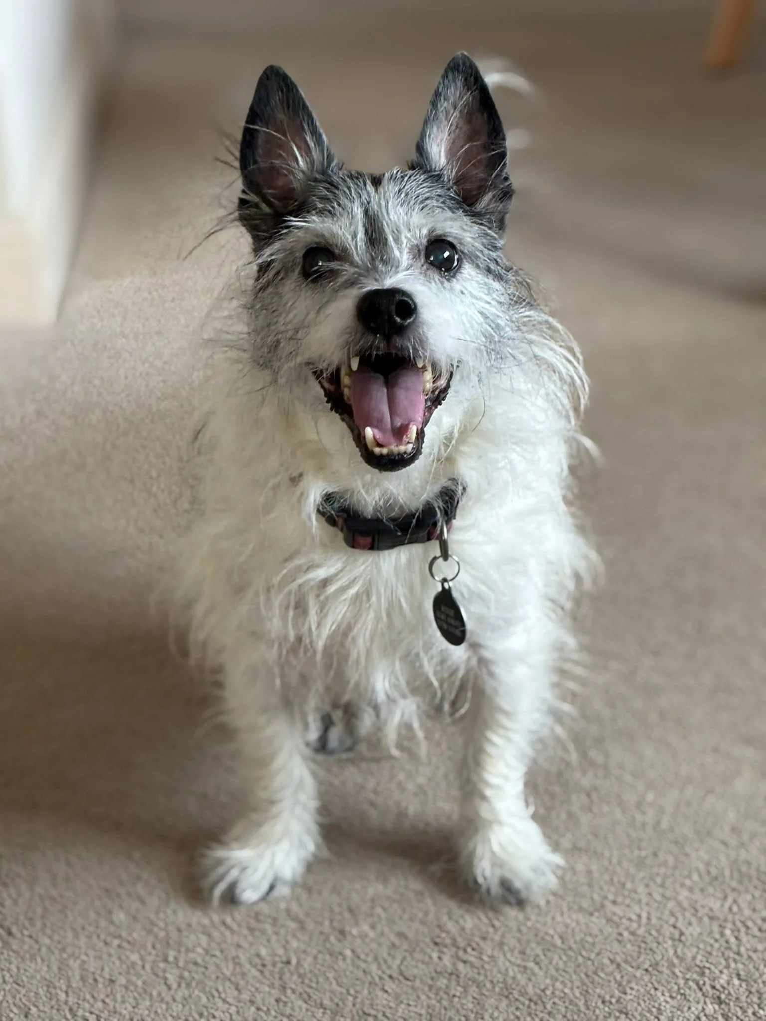A happy, small, scruffy dog with mostly white fur and black markings on its face, ears, and back, standing on a carpeted floor with an open mouth and tongue out.