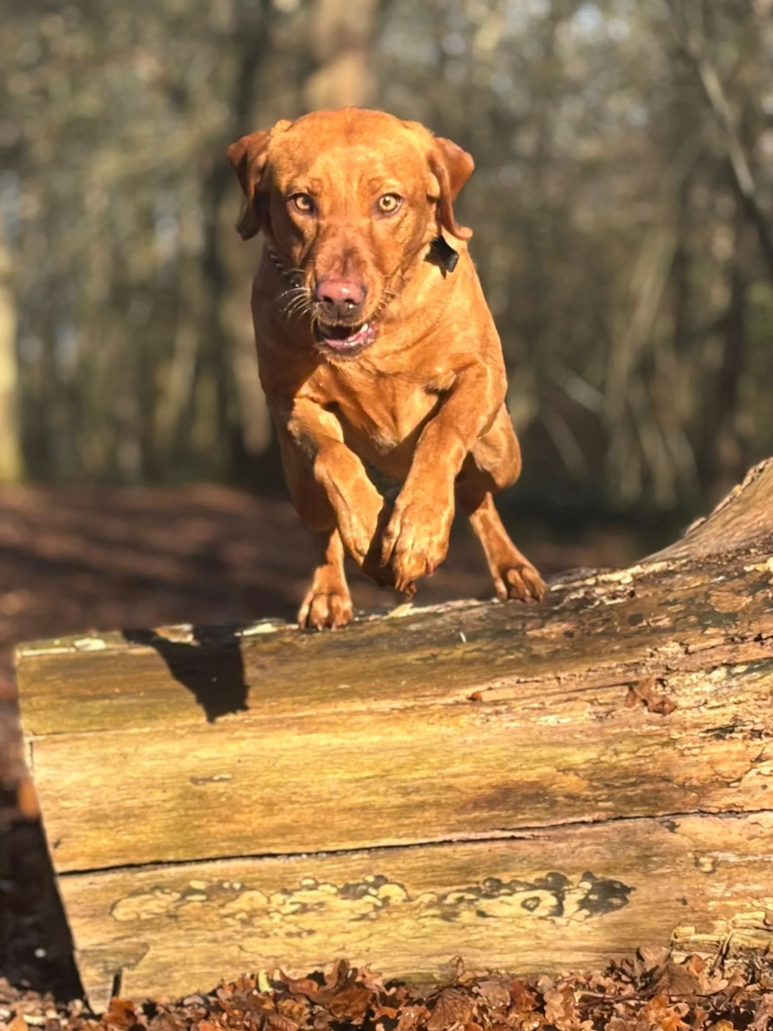 A brown dog jumping over a fallen log in a wooded area.