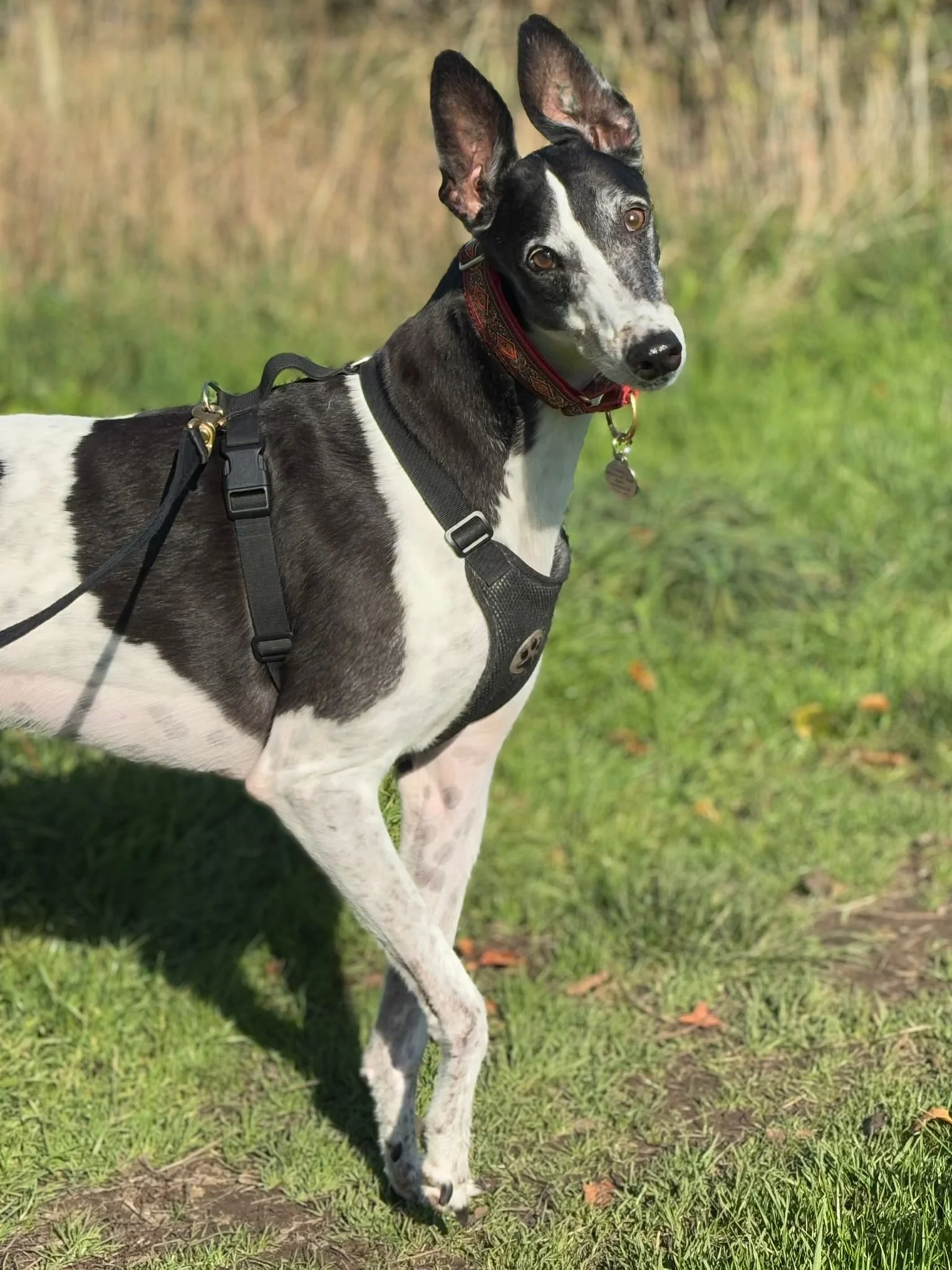 A black and white dog, possibly a Whippet or Greyhound, with upright ears, on a grassy field during daytime, with a harness and collar, looking at the camera.