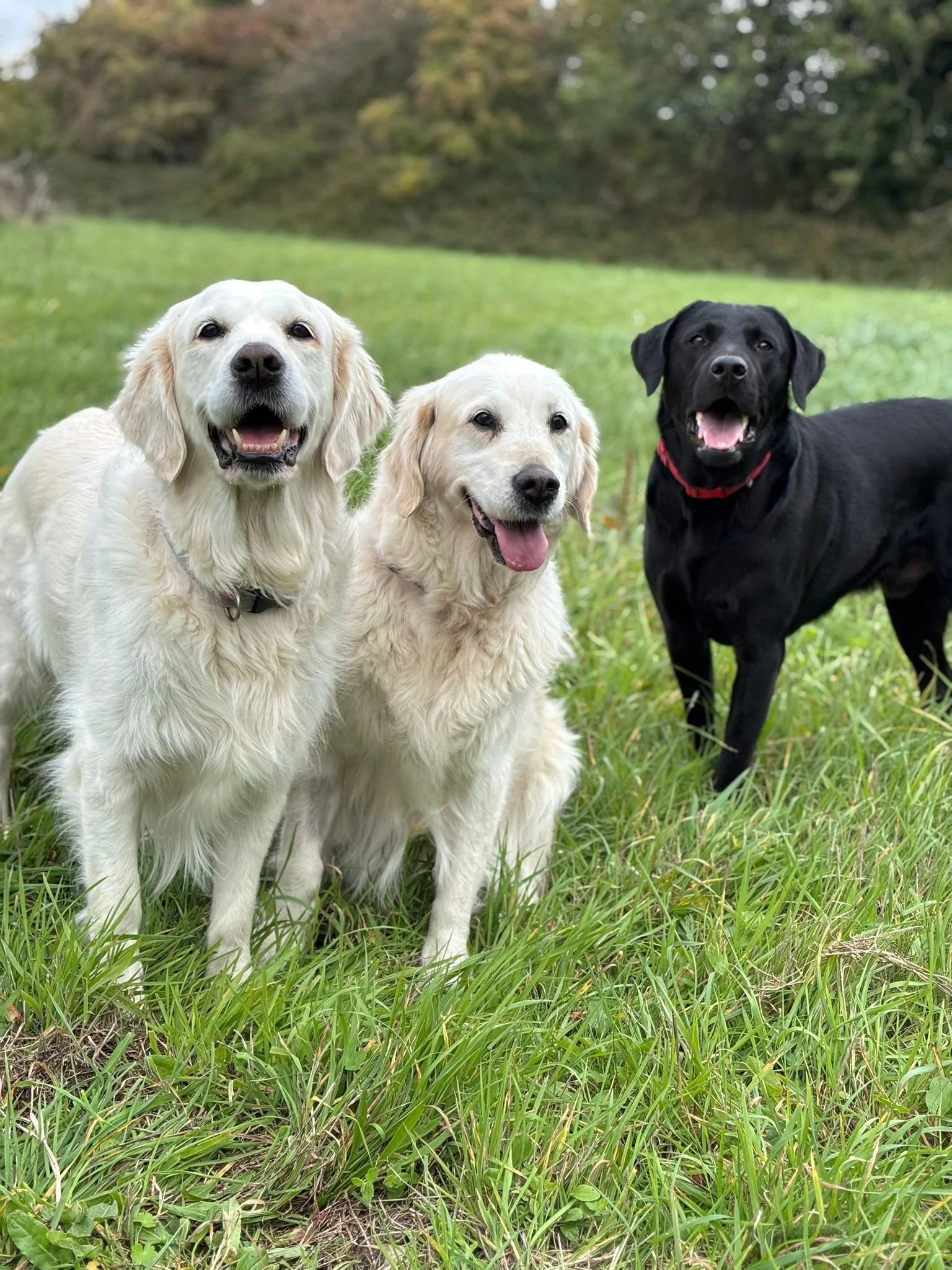 Three dogs—two golden retrievers and one black Labrador—standing on grass in a park with trees in the background.