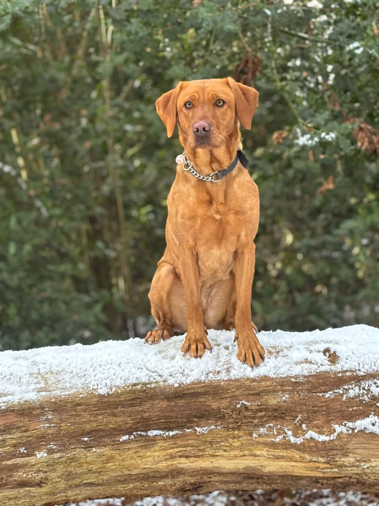 A brown dog with light eyes sitting on a snow-covered log outdoors, surrounded by green trees.